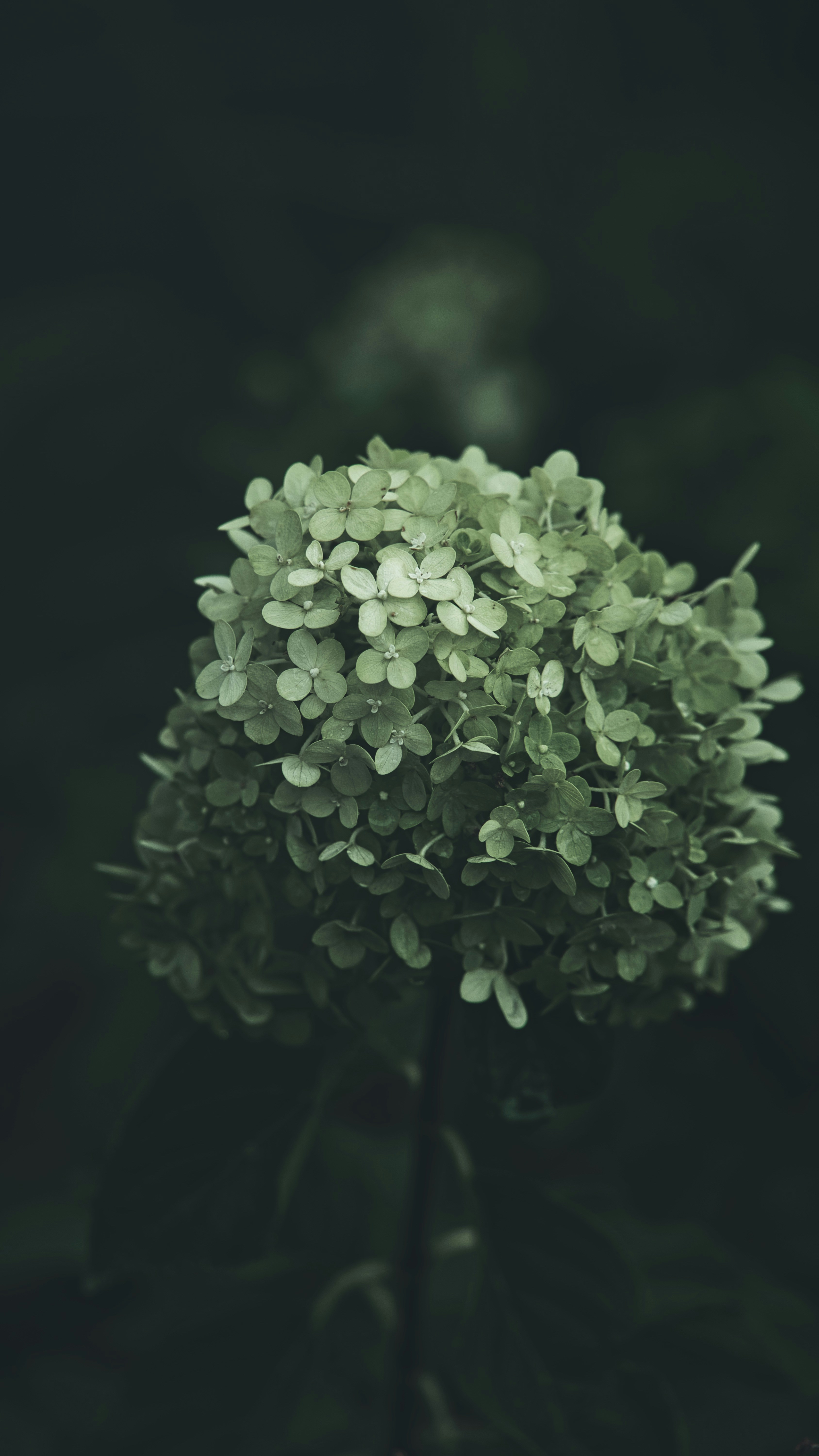 Photo by xiexianghua