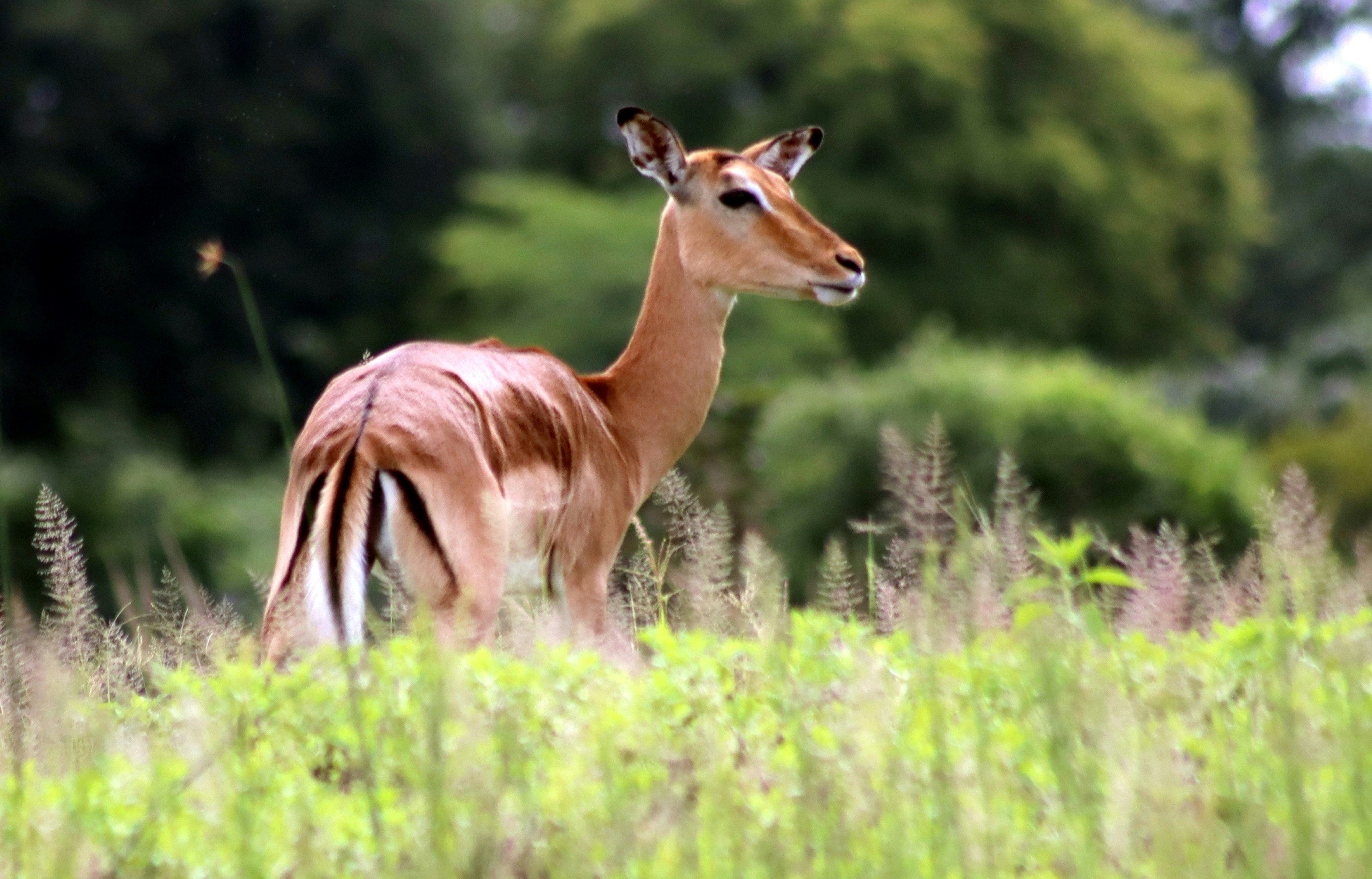 Photo by craigmanners_com