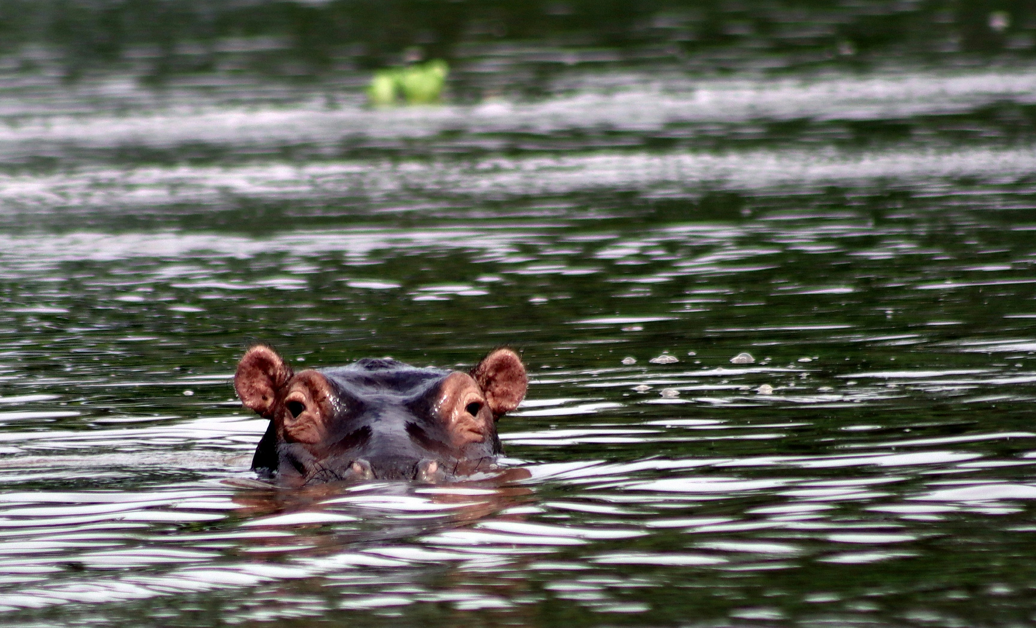 Photo by craigmanners_com