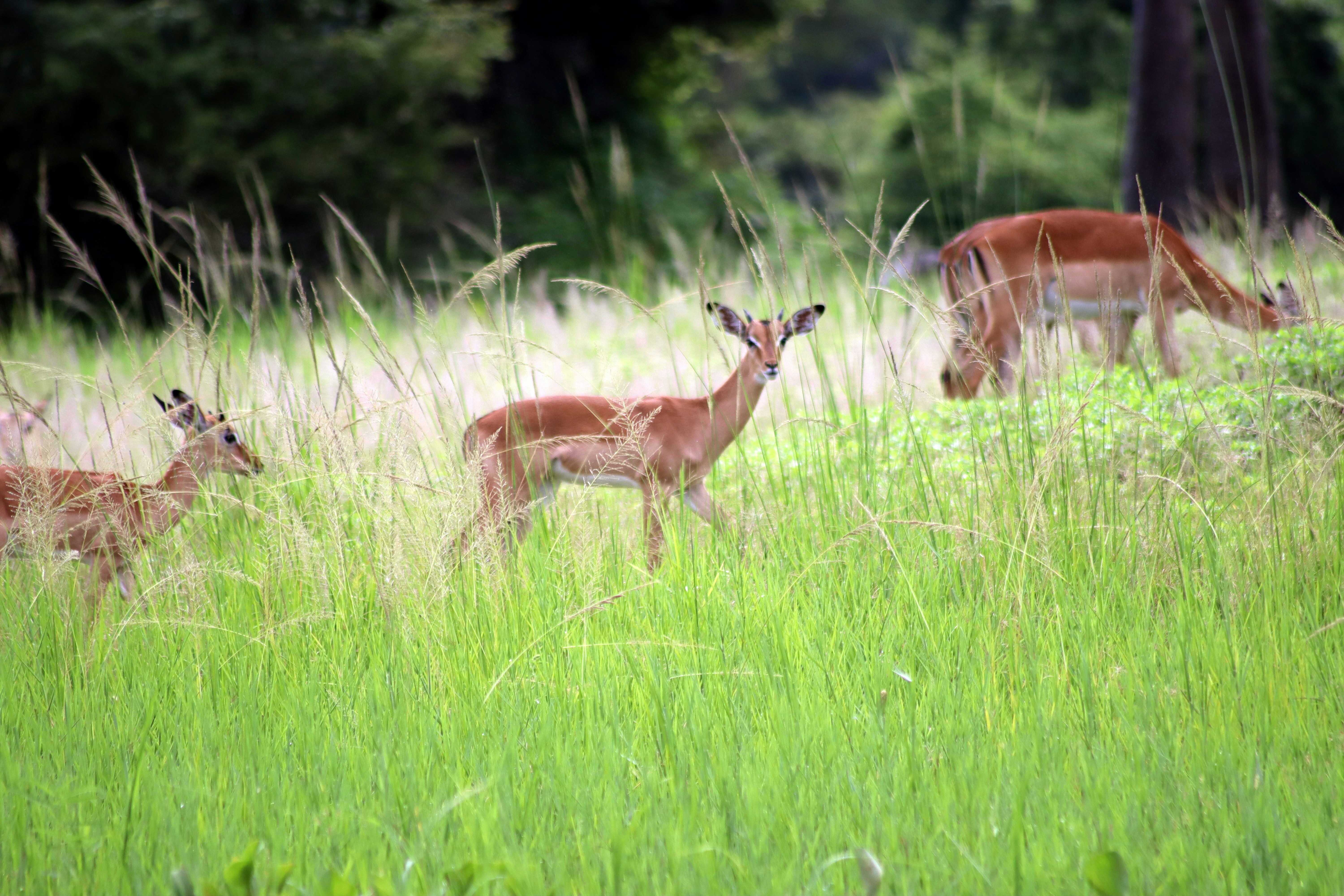 Photo by craigmanners_com