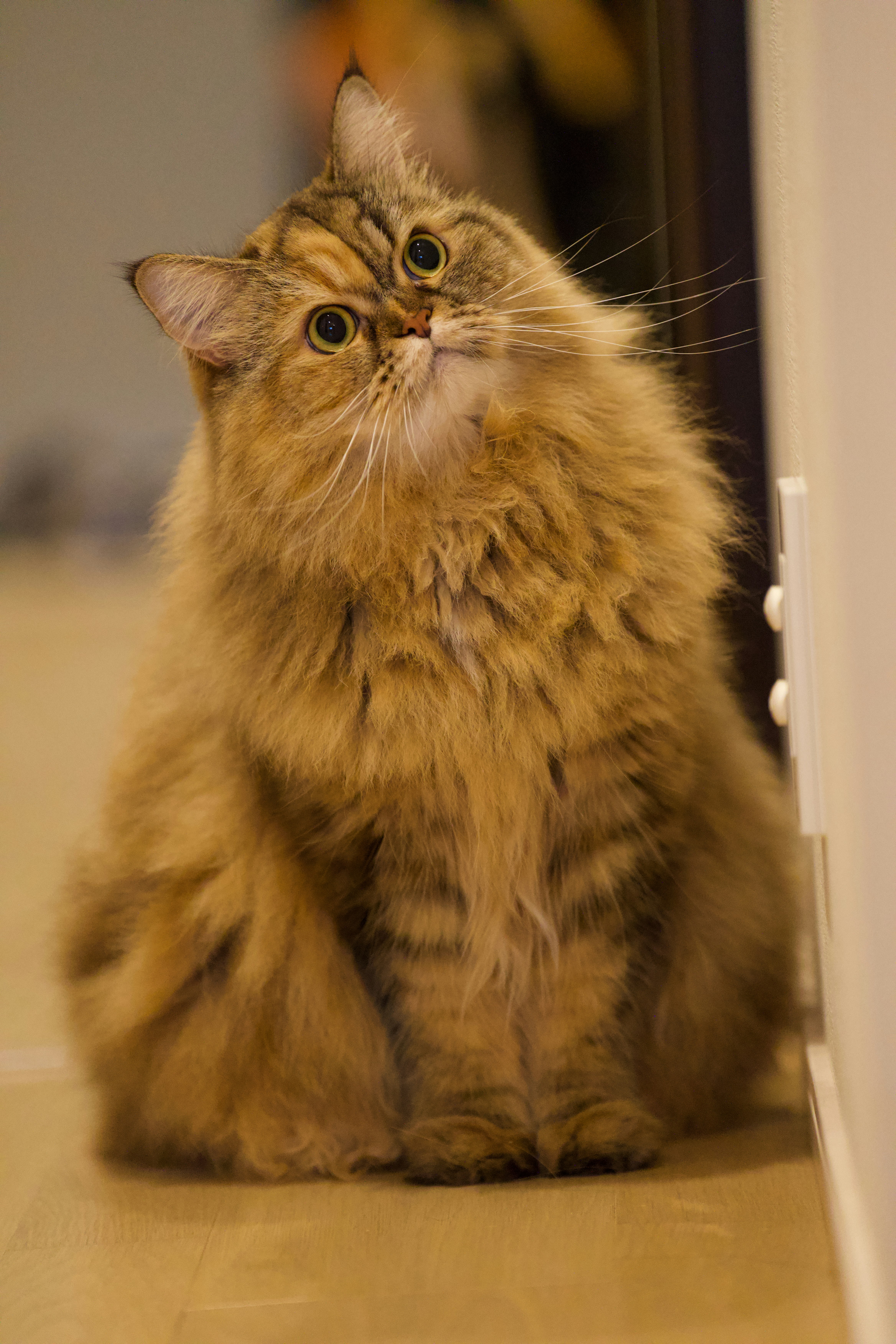 Ragamuffin: The Gentle Routine Lover (image credits: unsplash)