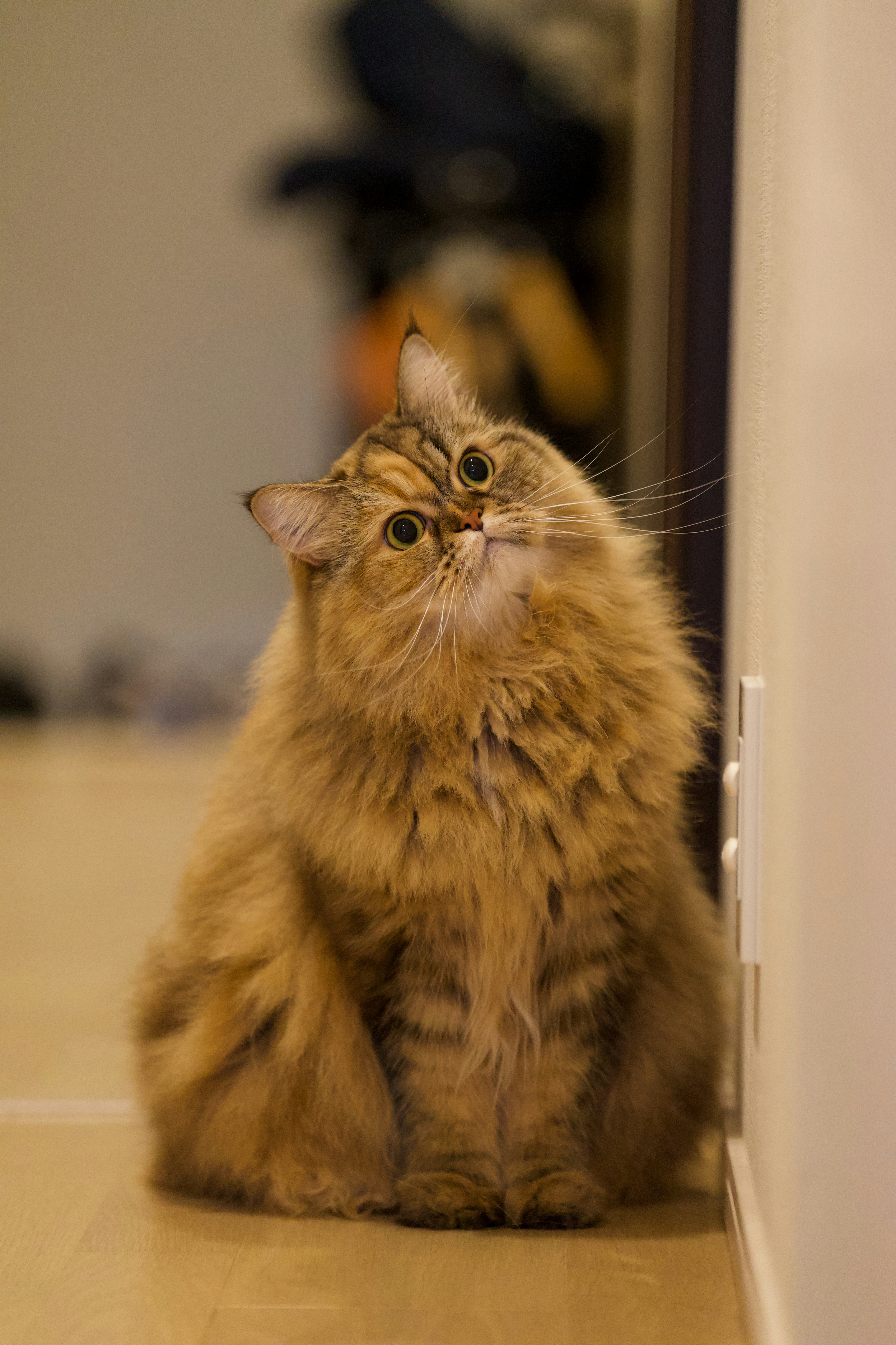 Ragamuffin: The Huggable, Happy Companion (image credits: unsplash)