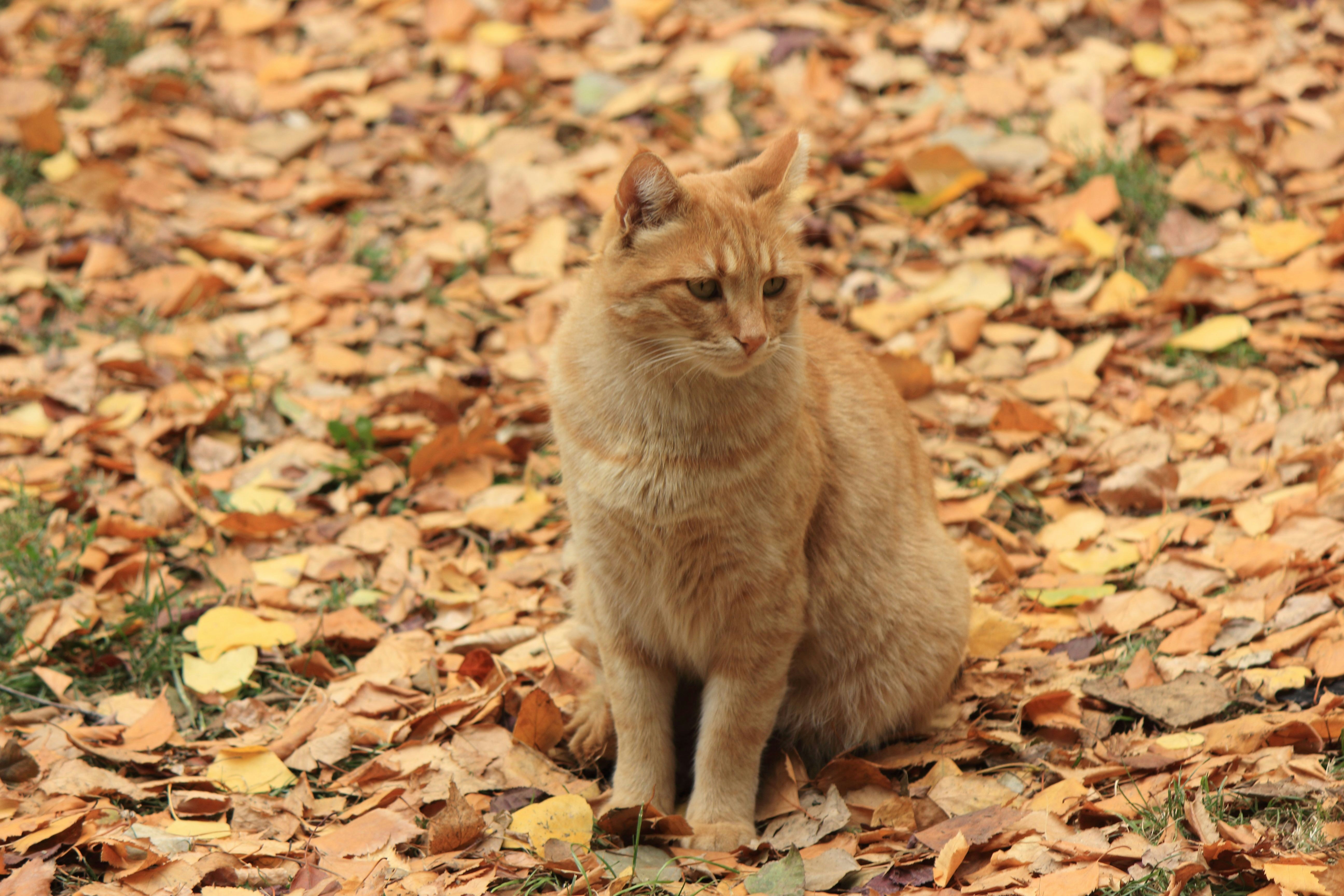 Photo by cengizozarpat