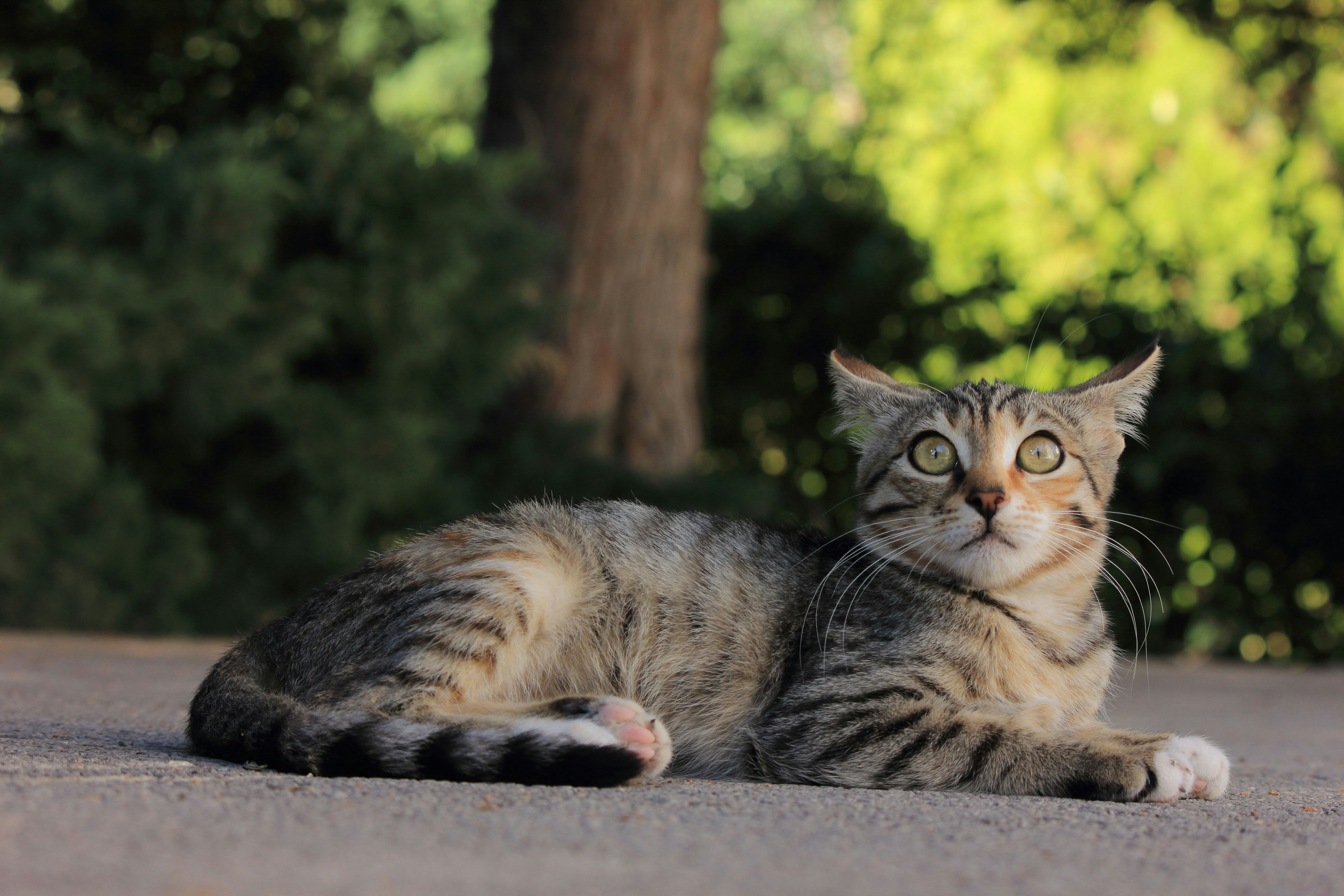 A cat laying on the ground in front of some trees