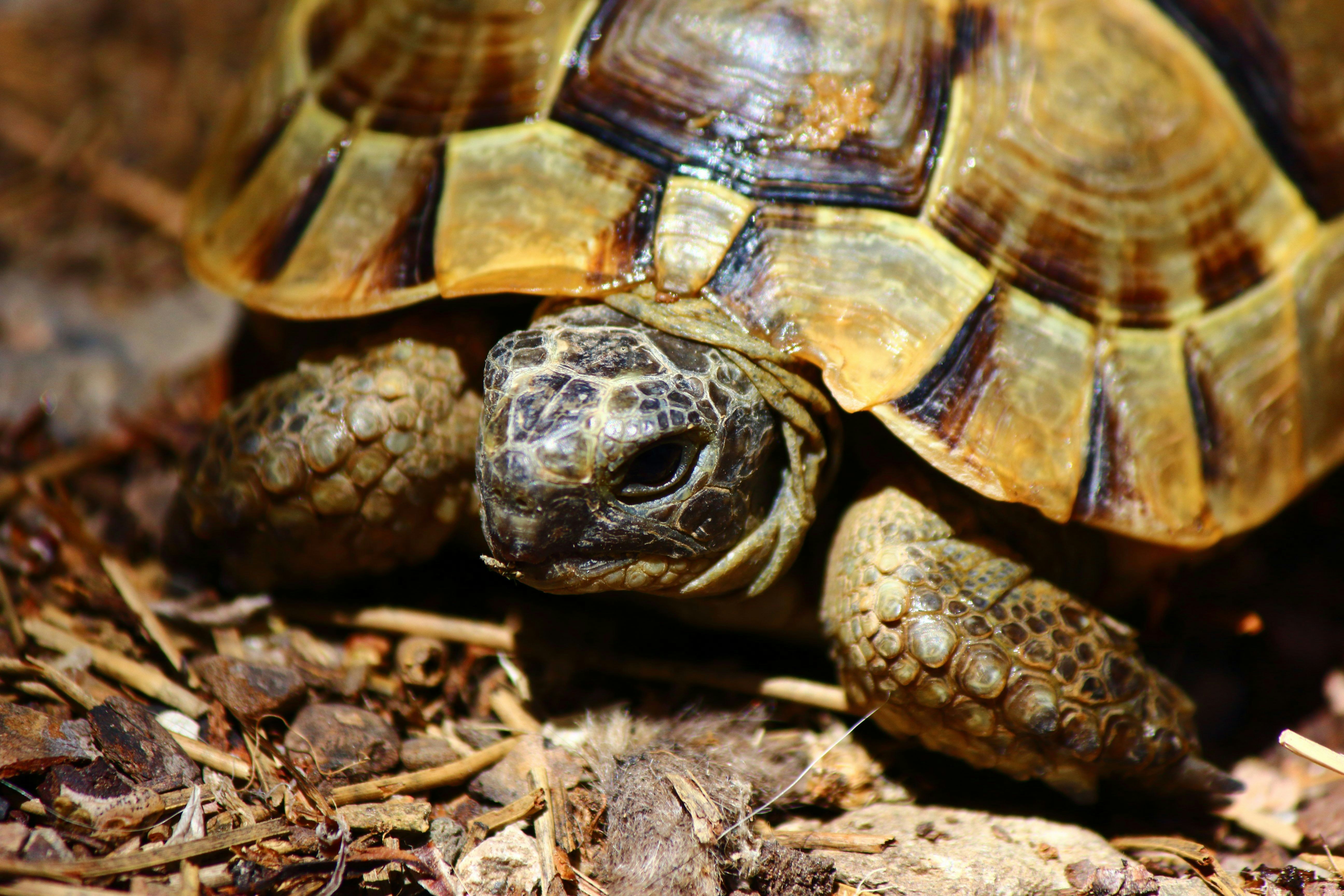 Photo by cengizozarpat