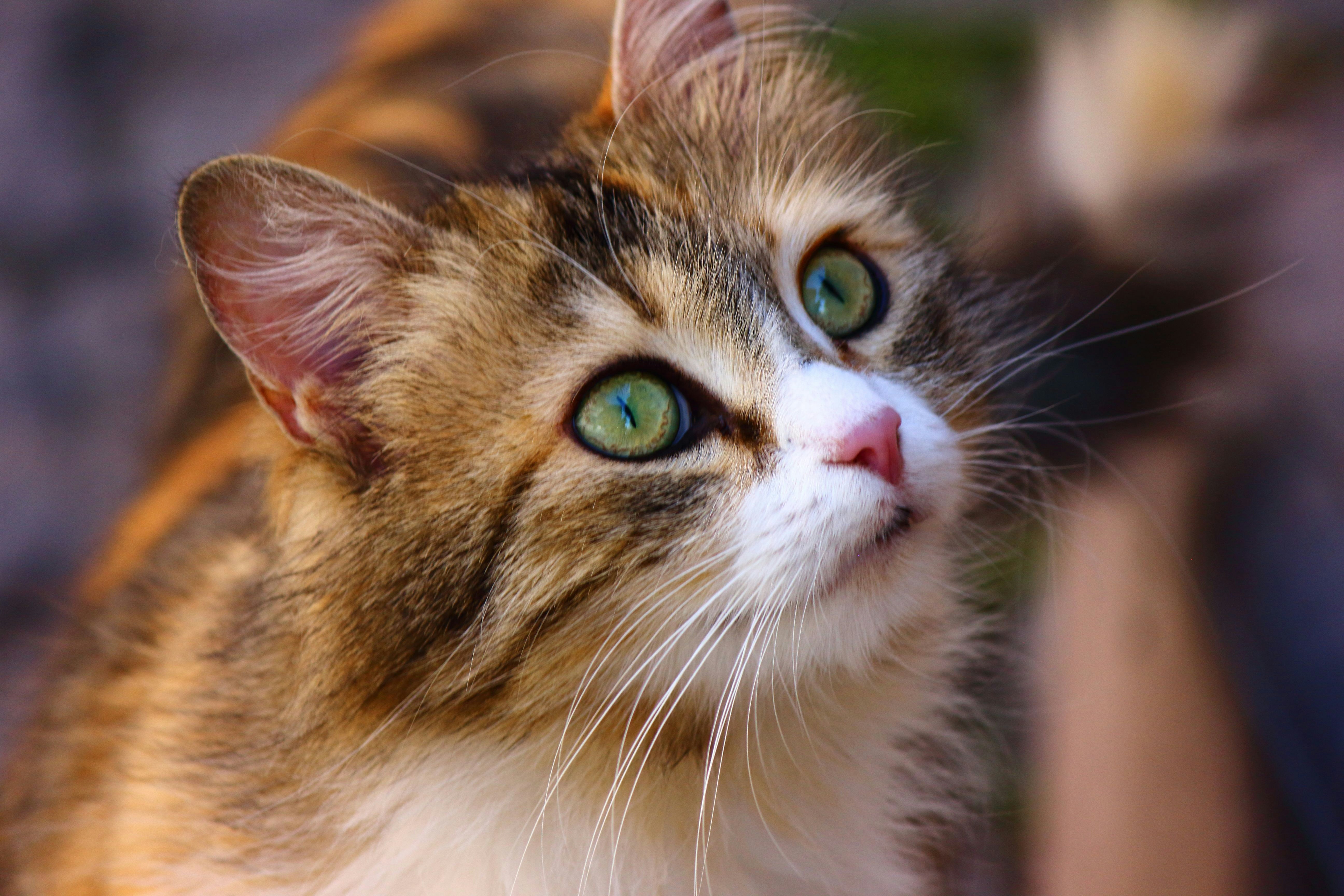 Photo by cengizozarpat