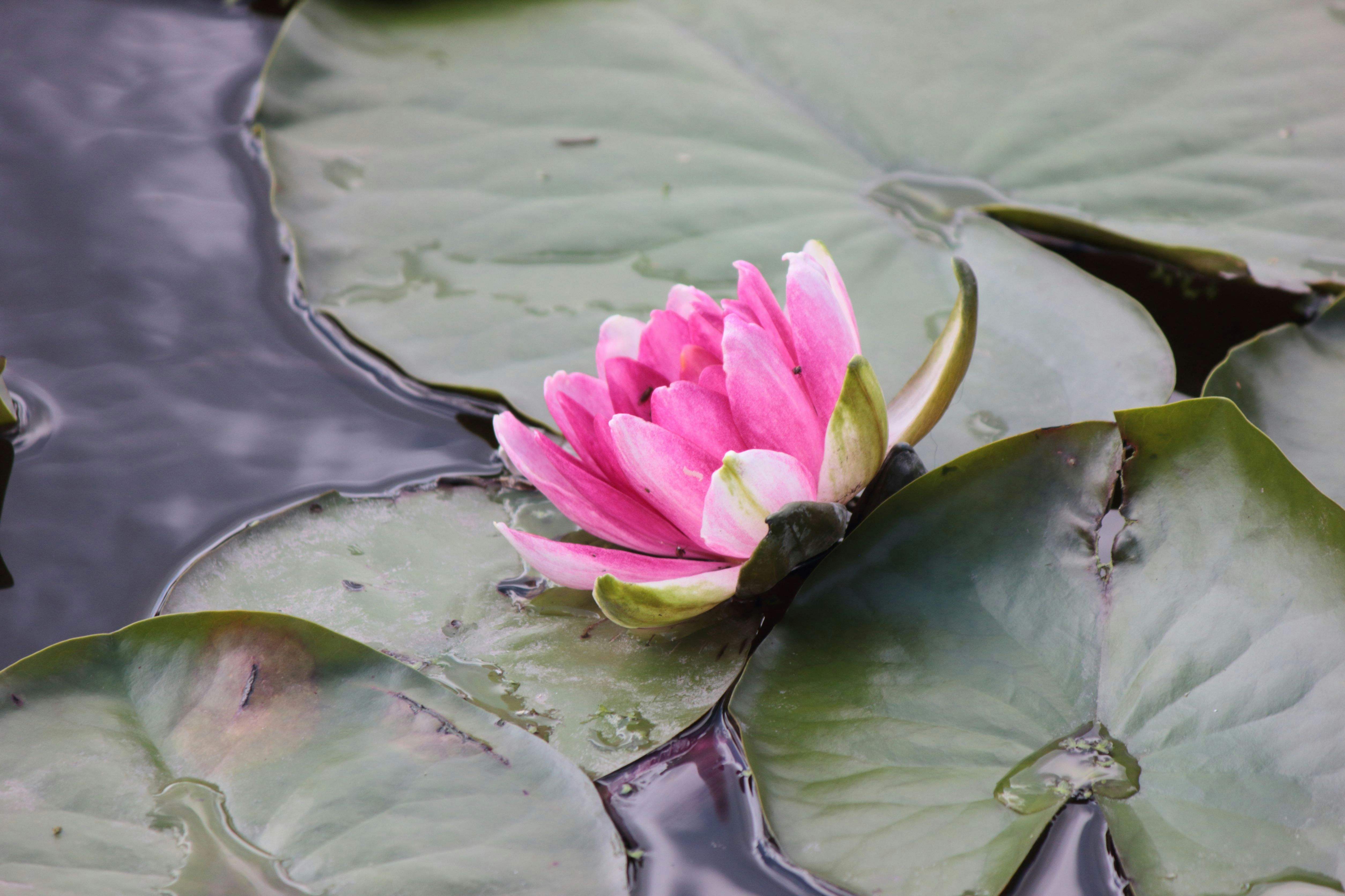 Photo by cengizozarpat