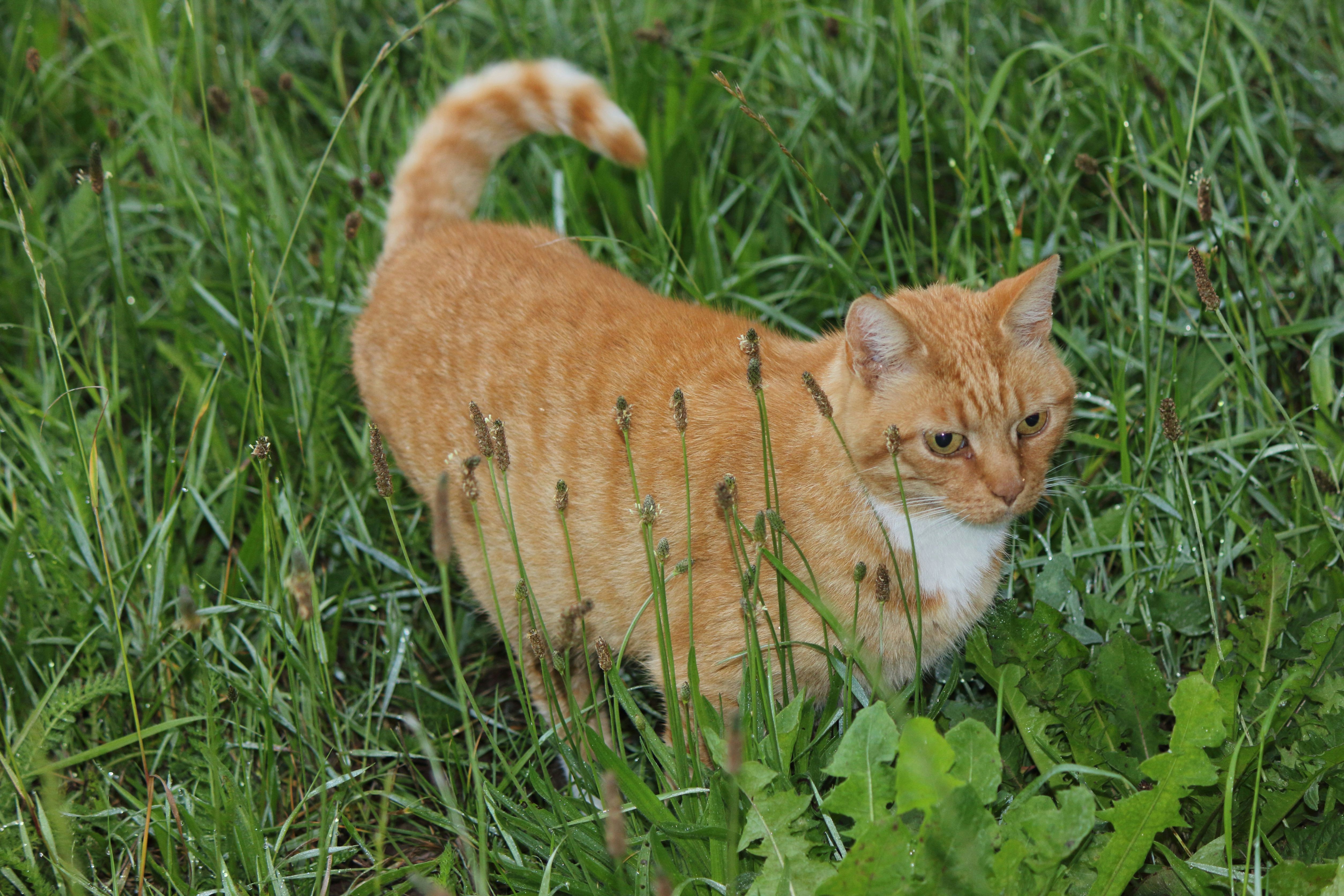 Afbeelding van Wageningen