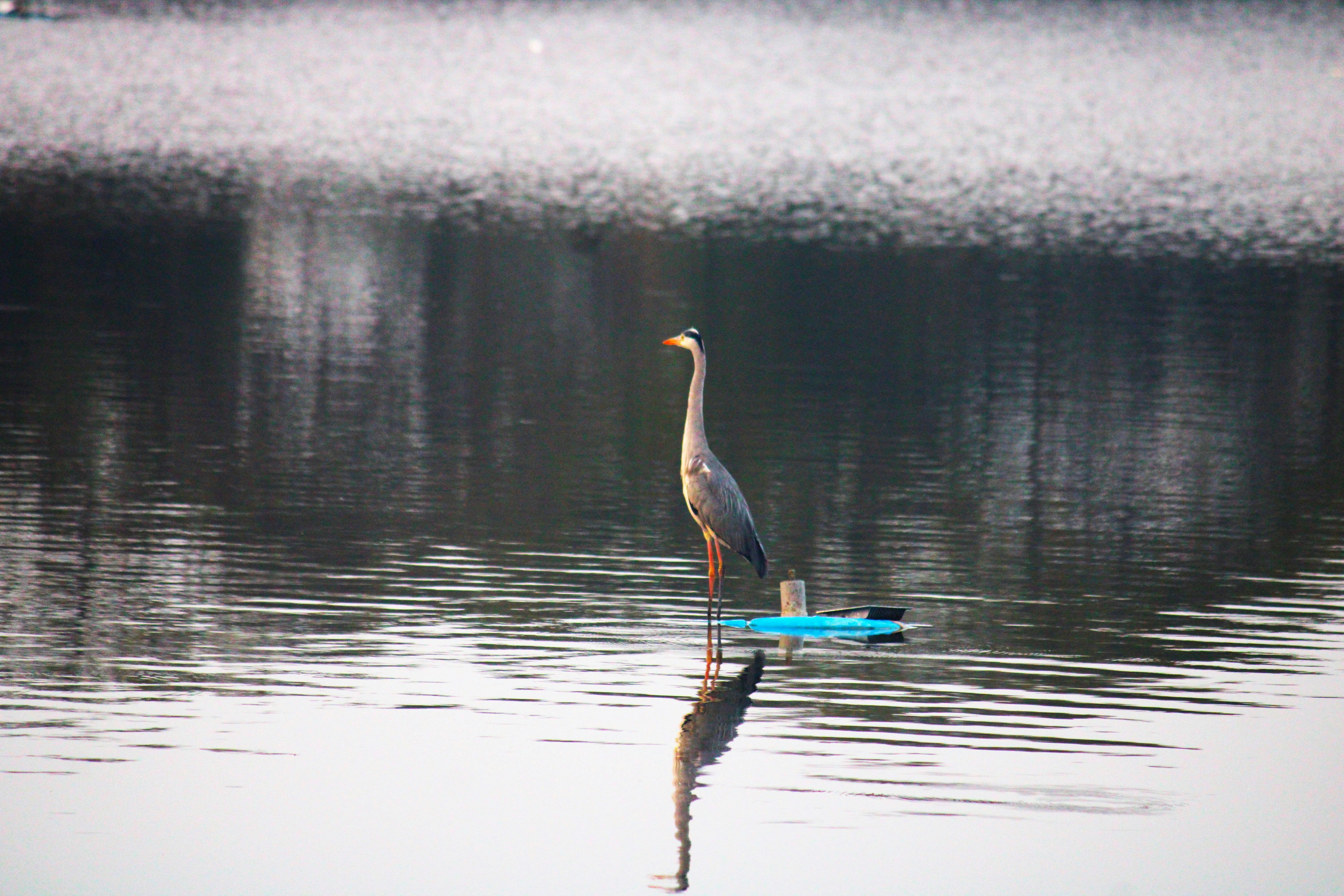 Photo by manoj_poosam