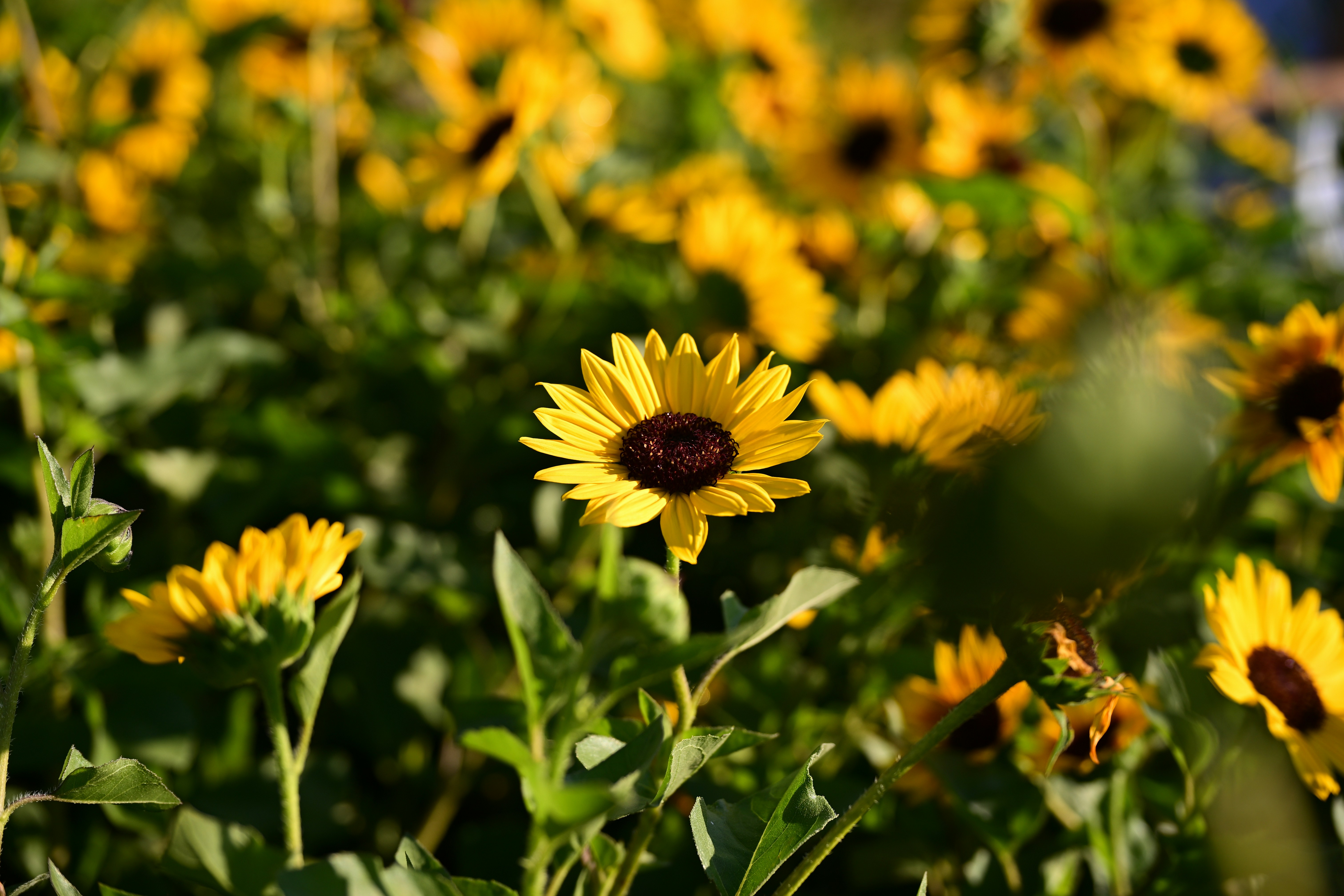 Photo by seanwuphoto