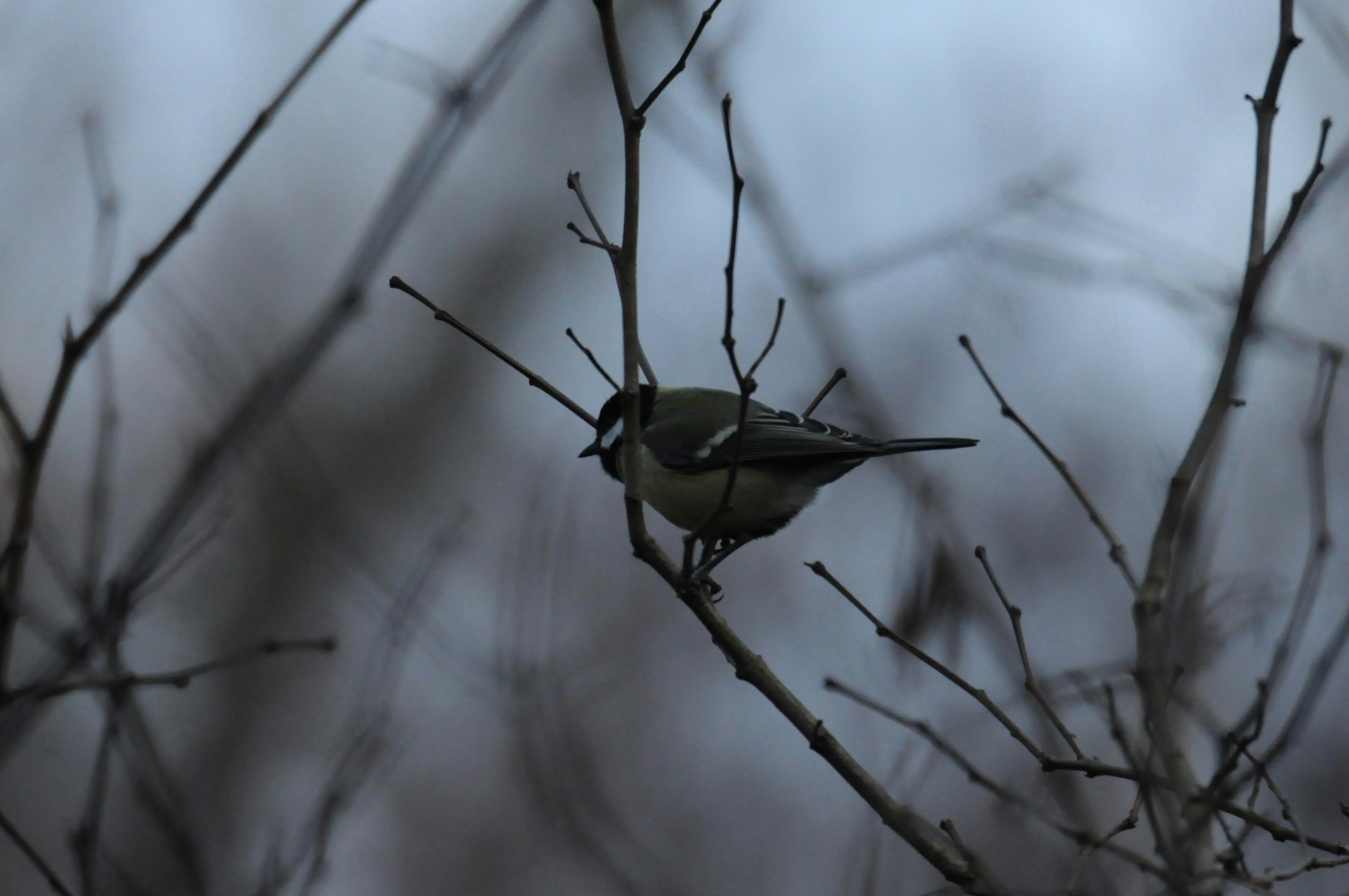 Photo by jeandekindt