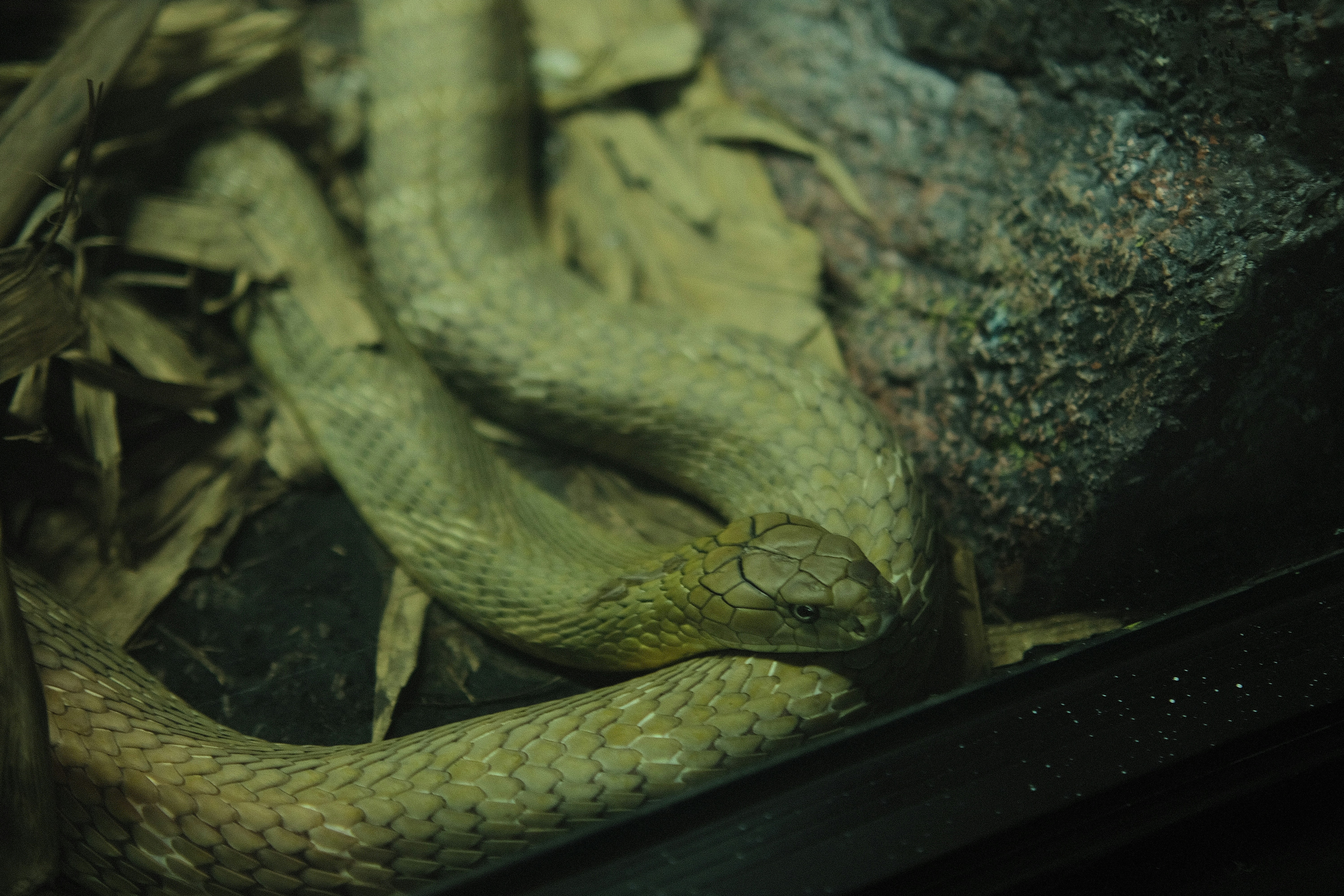 A green snake is laying on the ground
