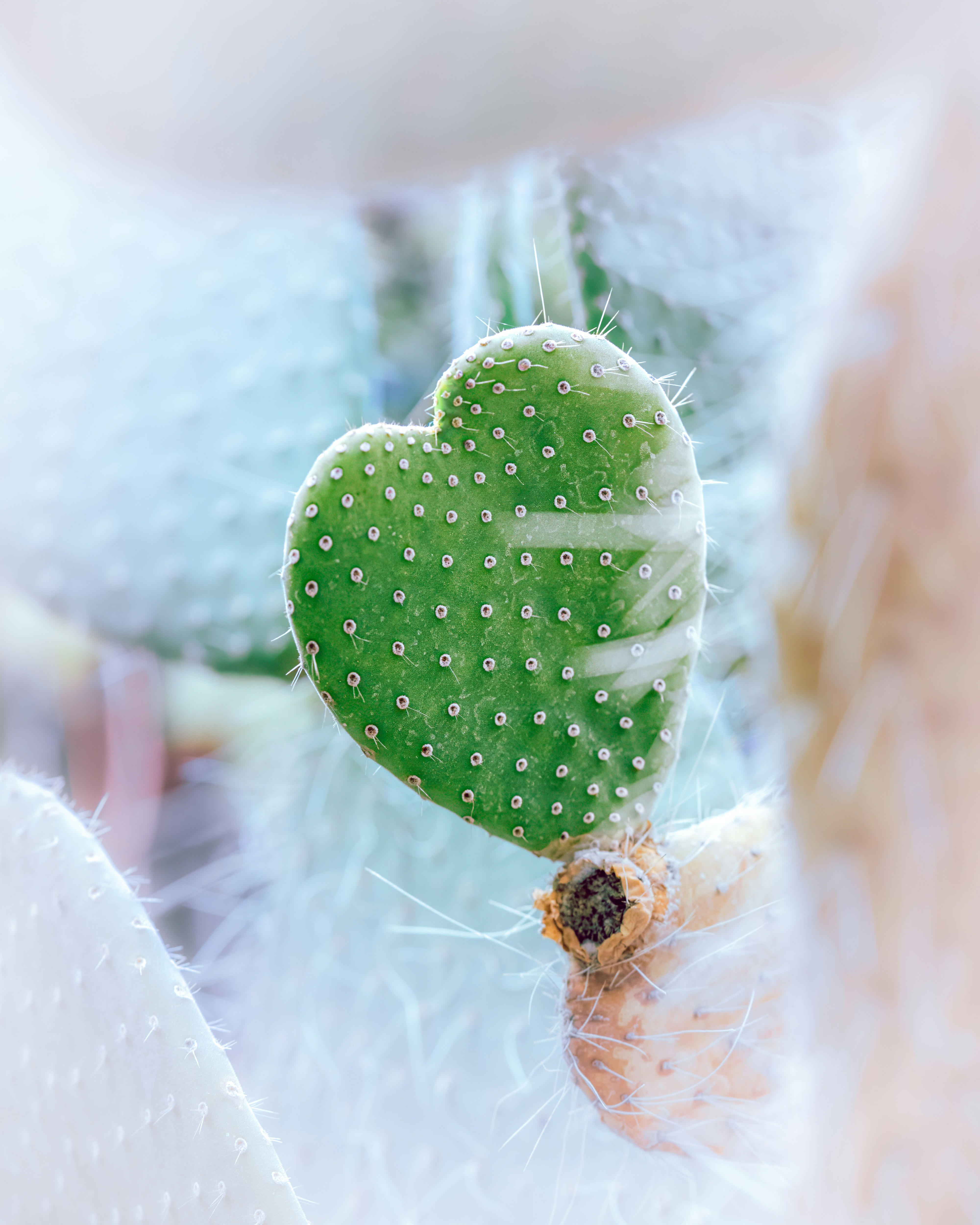 A heart shaped cactus hanging from a green plant