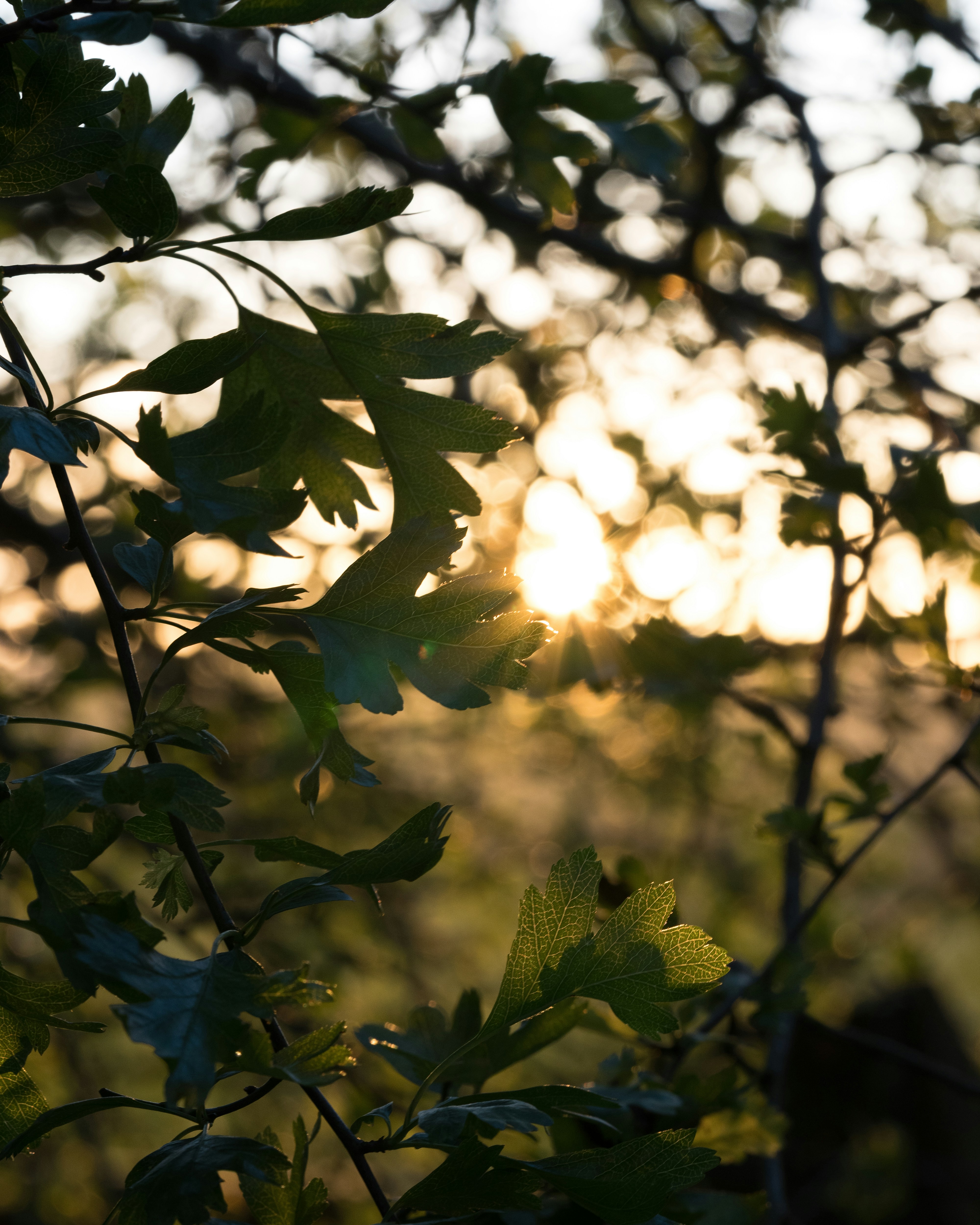 Mindfulness Practices