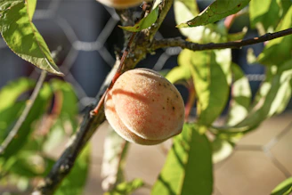 A peach hanging from a tree with leaves