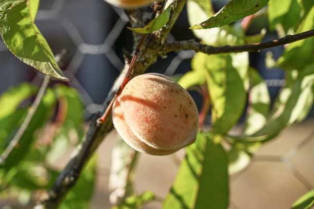 A peach hanging from a tree with leaves