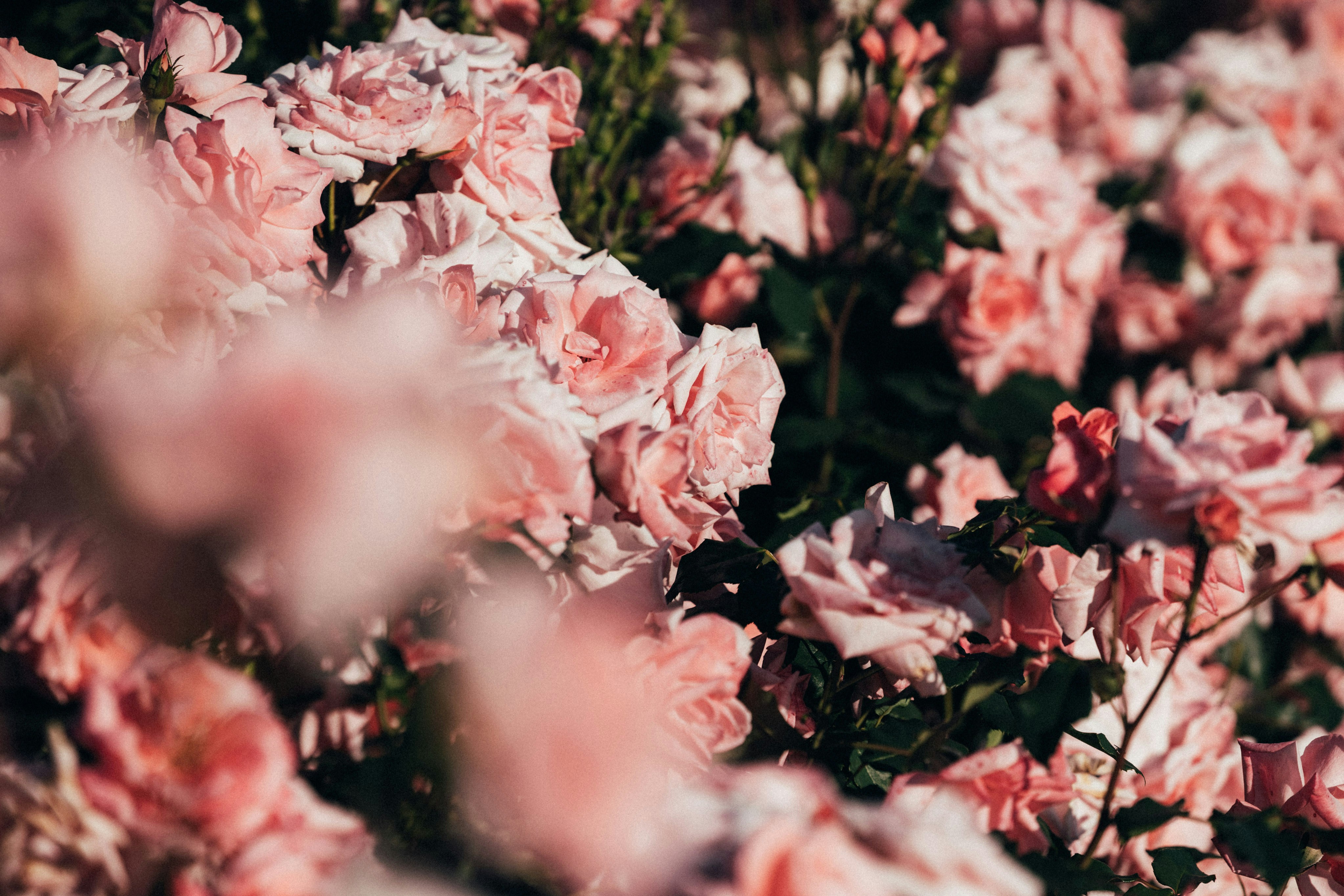 Photo by tsuyoshikozu