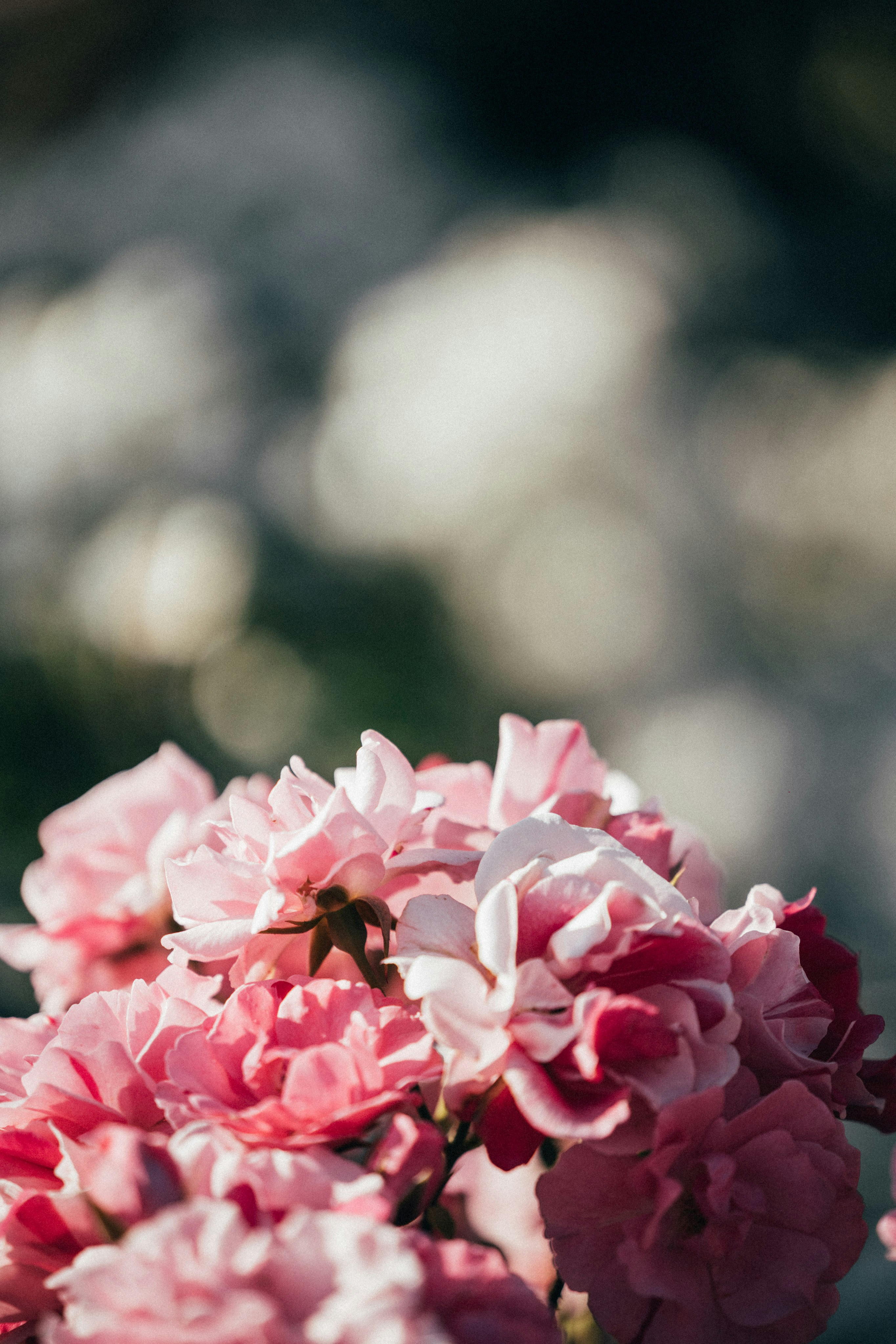 Photo by tsuyoshikozu