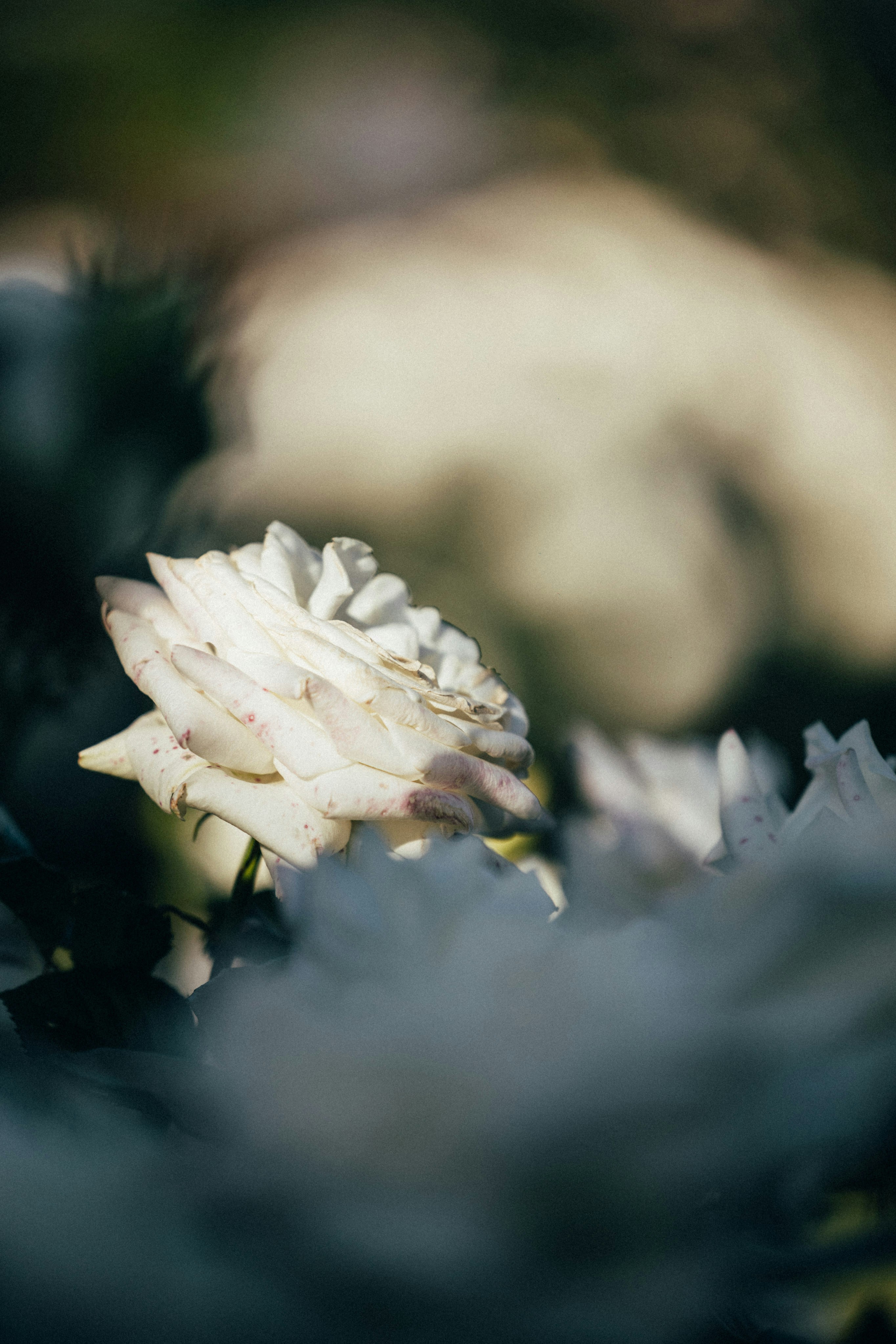 Photo by tsuyoshikozu