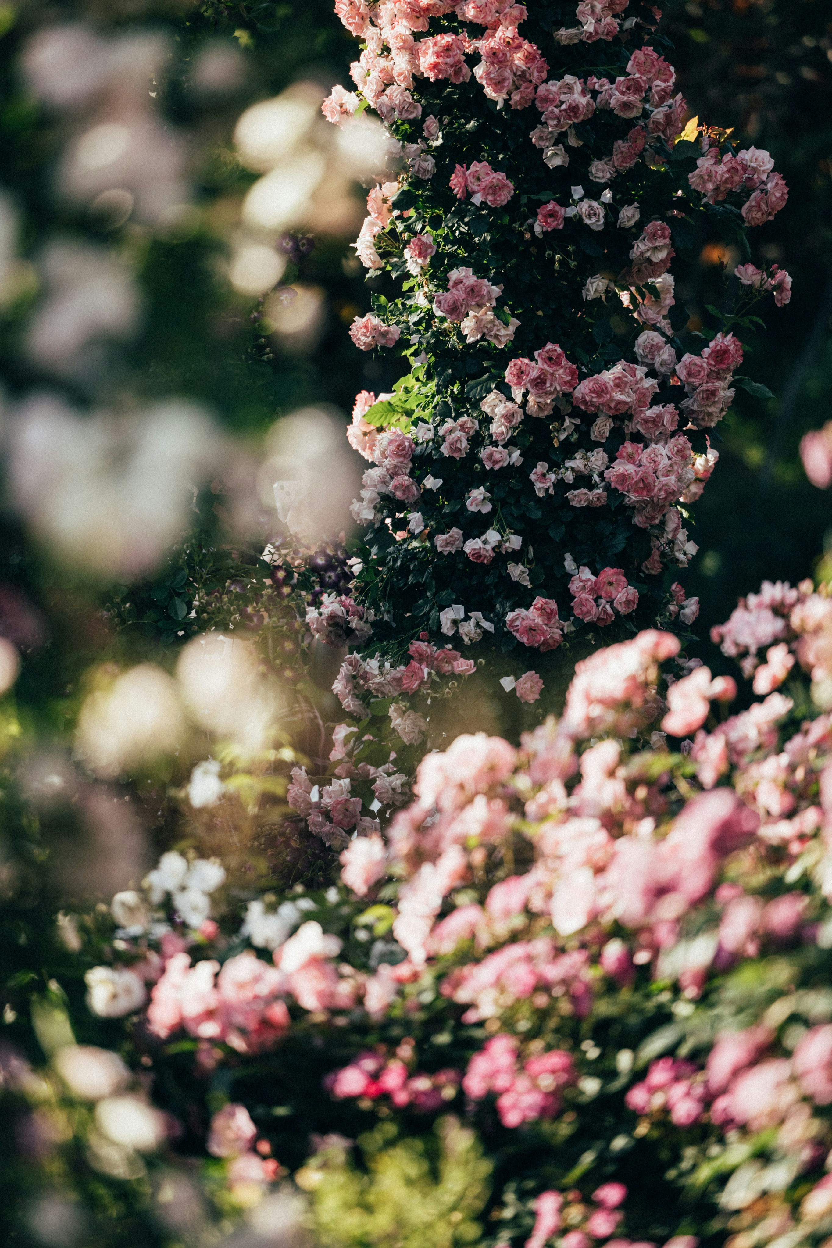 Photo by tsuyoshikozu