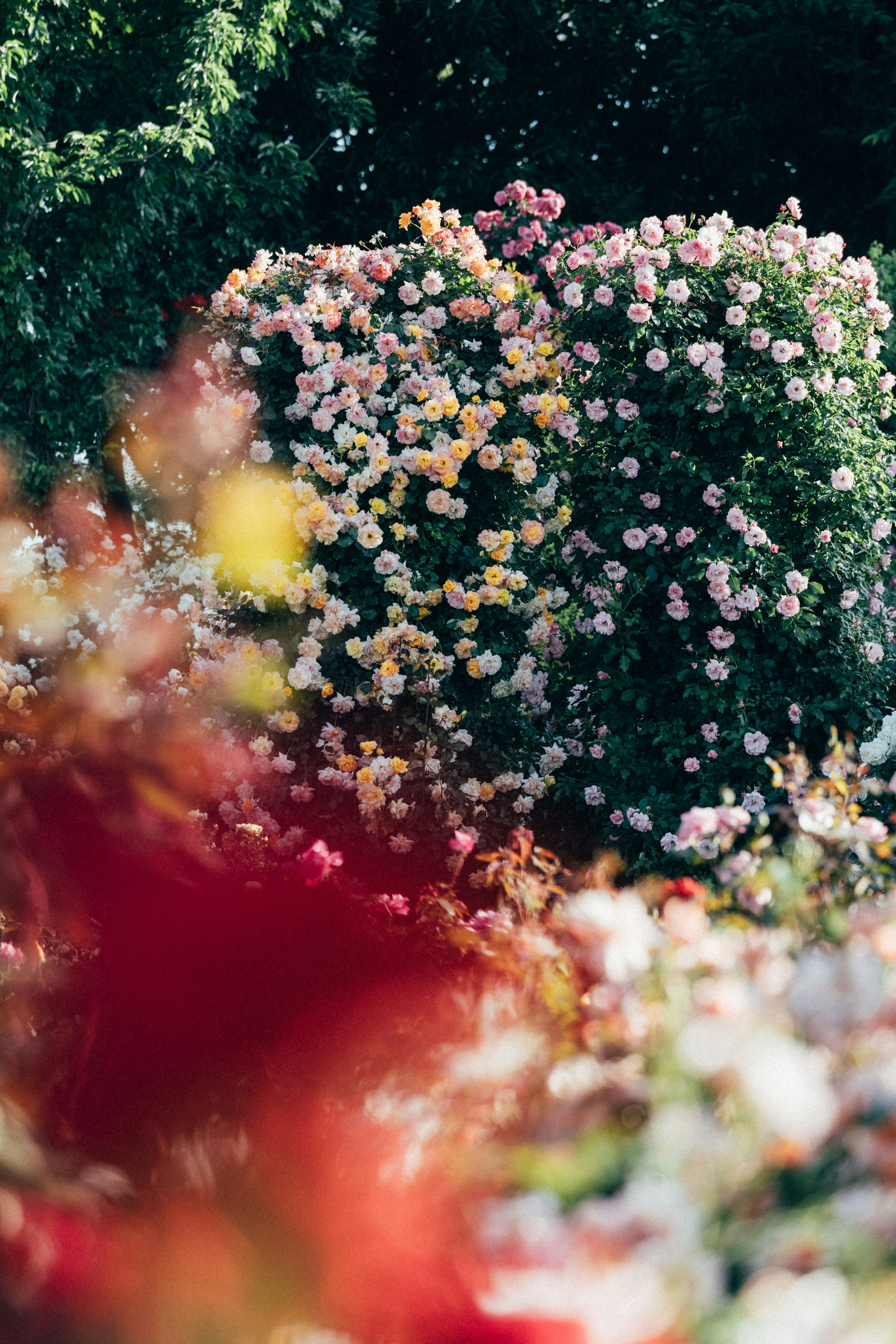 Photo by tsuyoshikozu