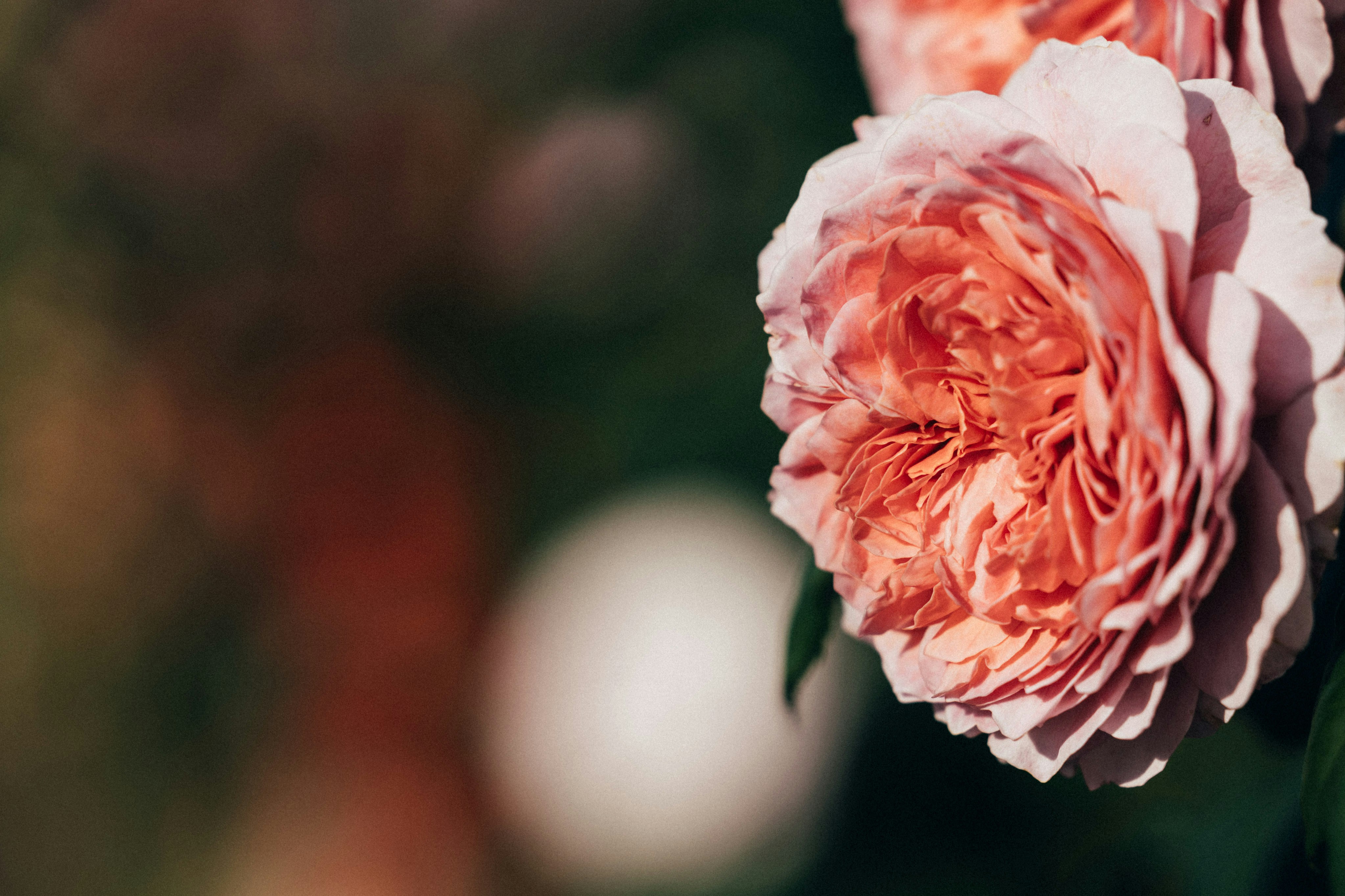 Photo by tsuyoshikozu