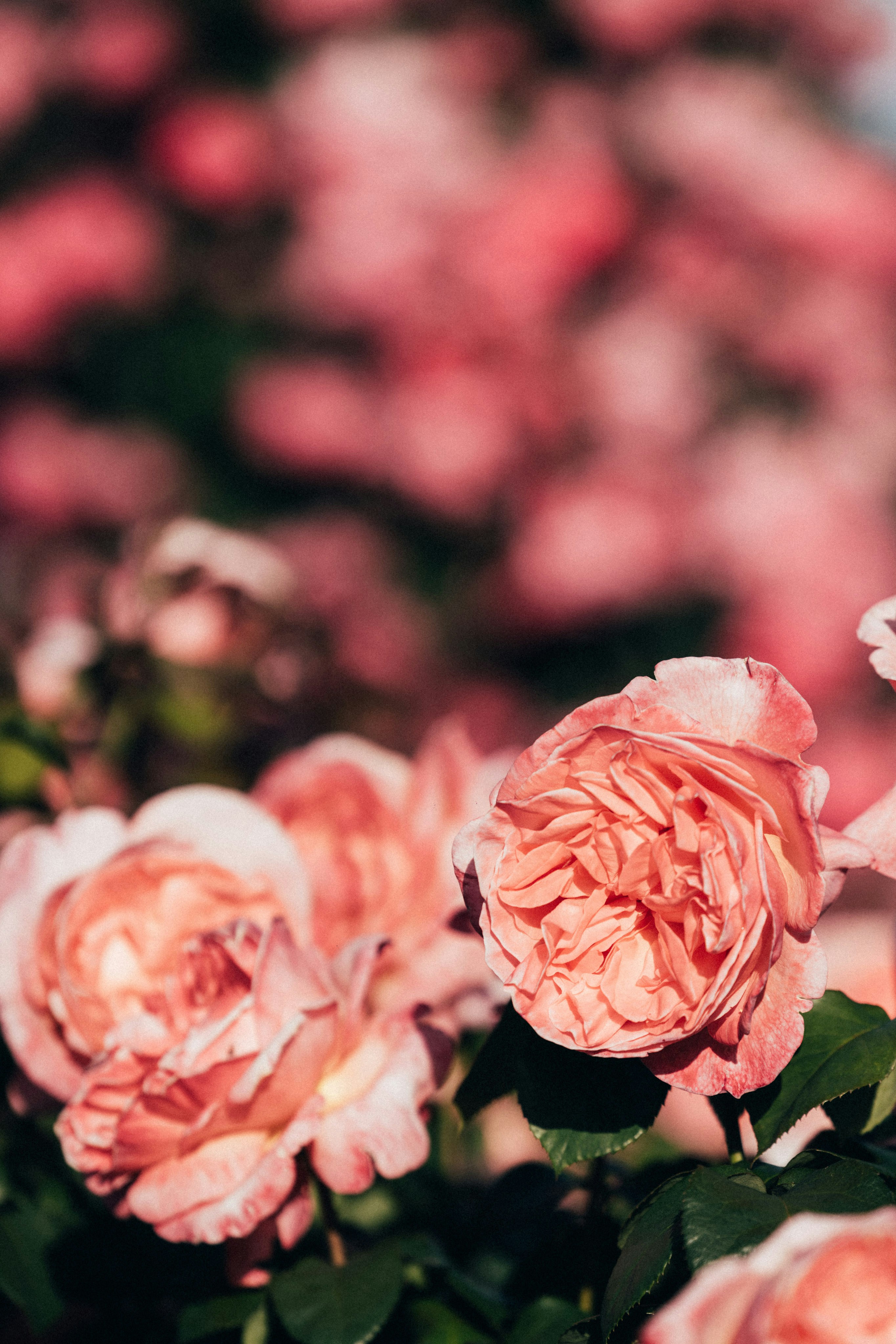 Photo by tsuyoshikozu