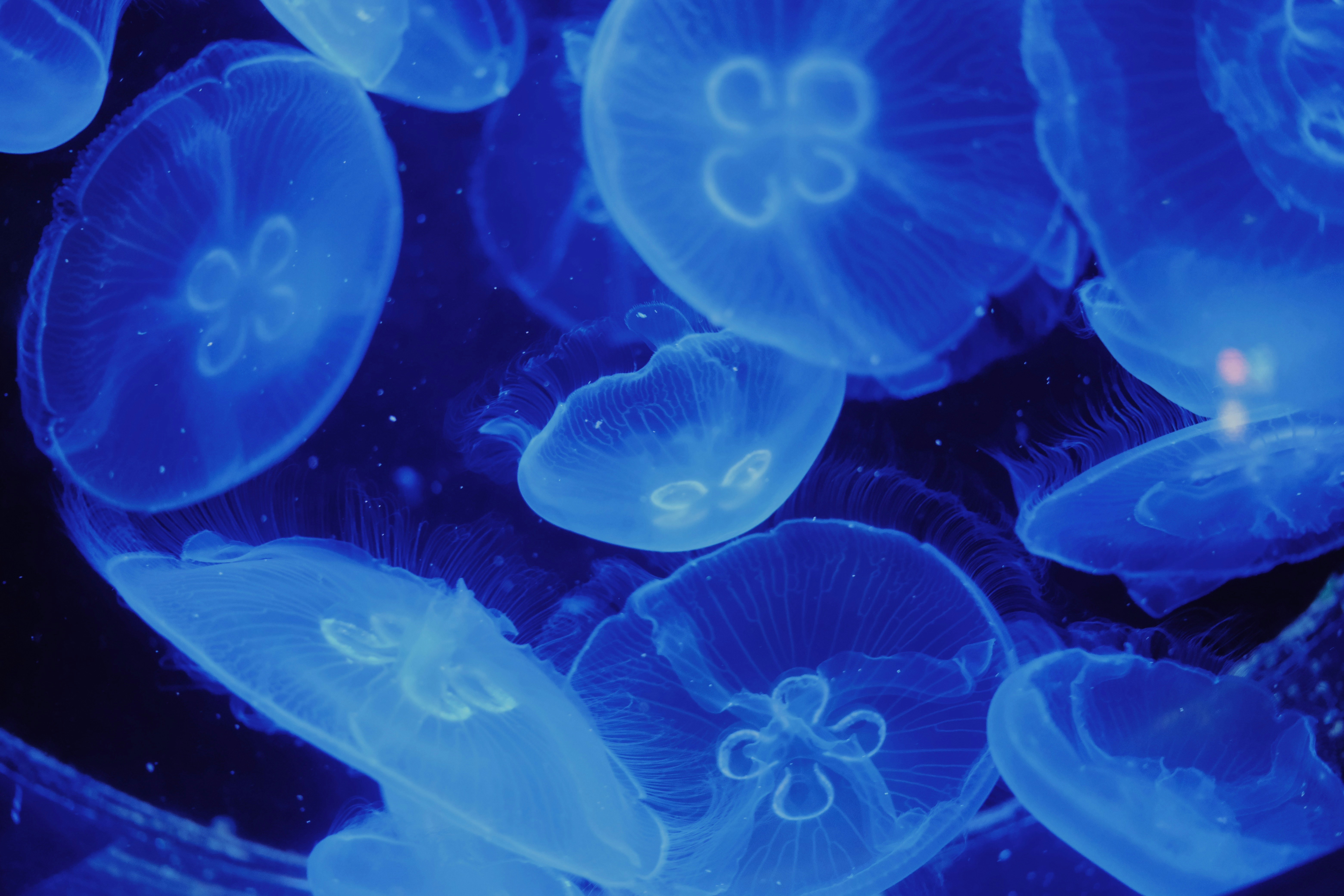 Photo by sesambrotchen