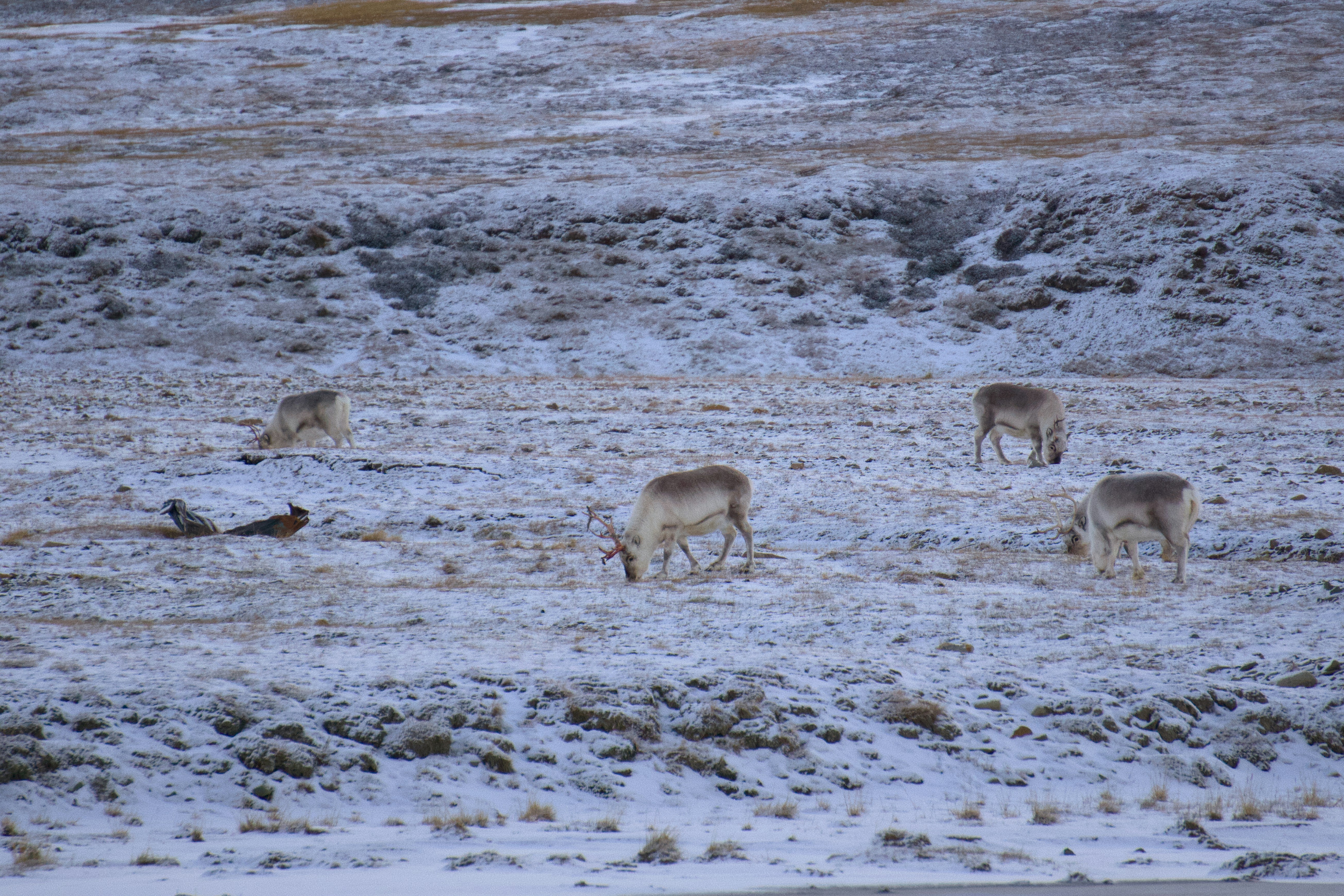 A herd of deer standing on top of a snow covered field