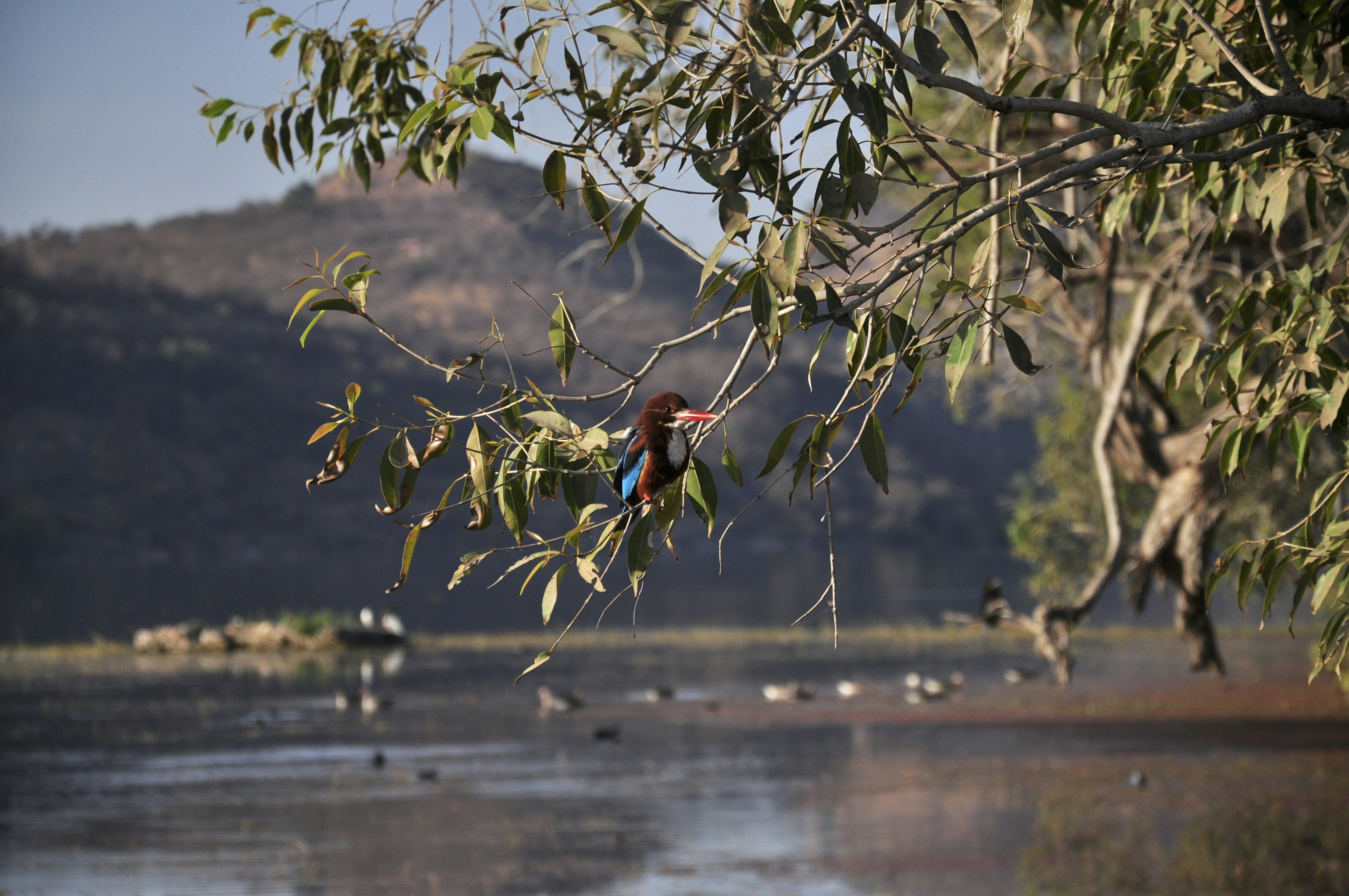 A bird is sitting on a branch over the water