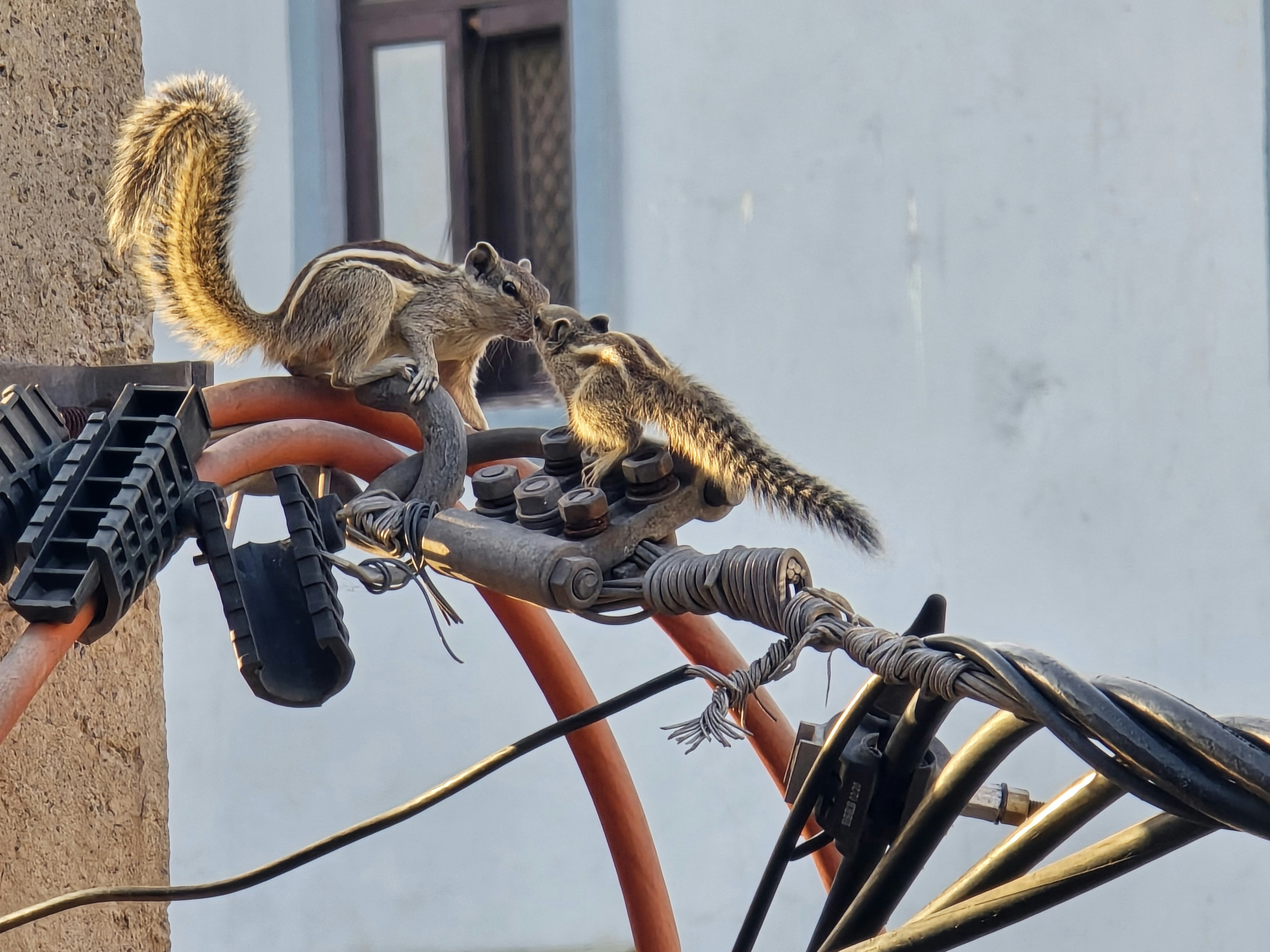 A squirrel is sitting on top of a wire