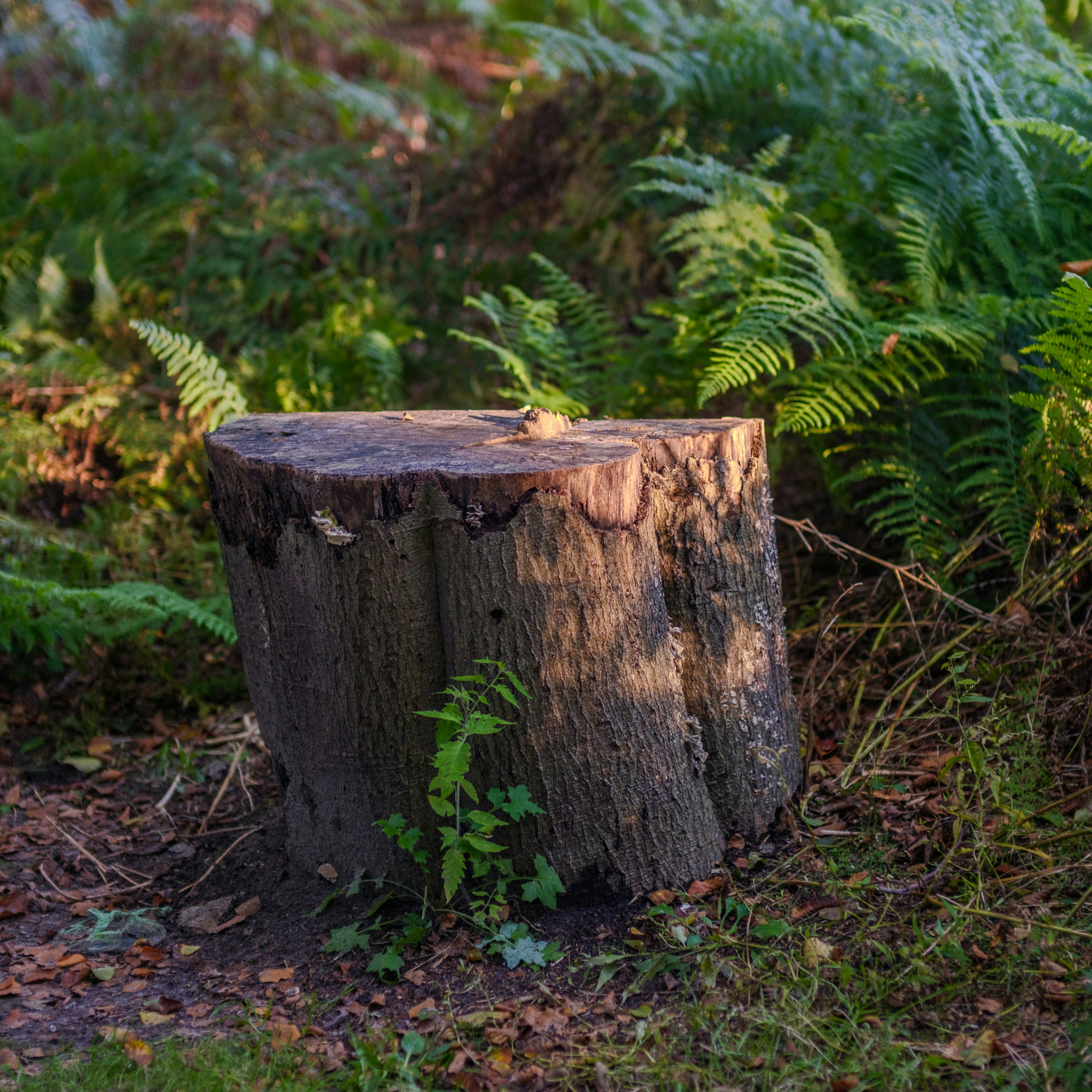 chemical stump removal
