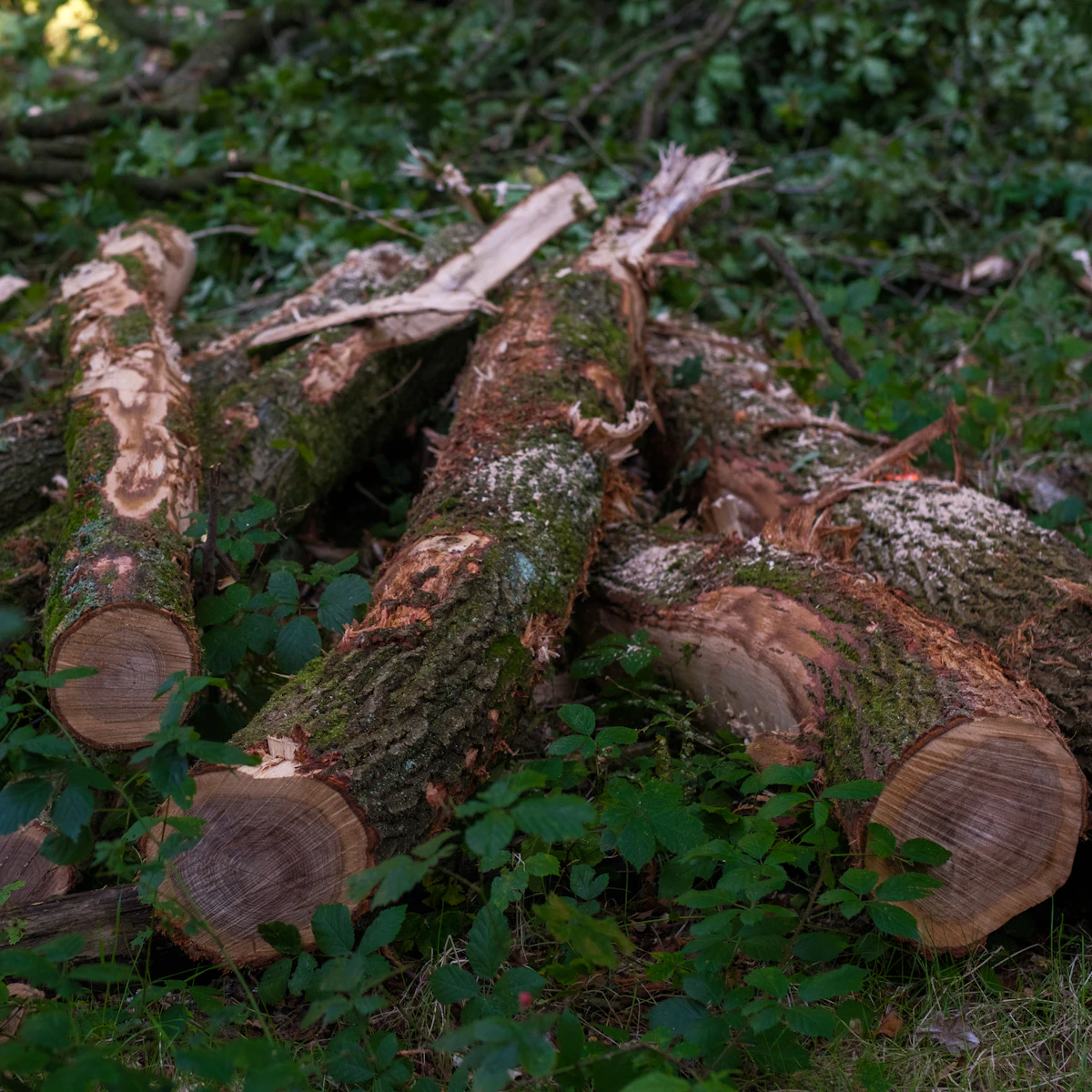 A pile of cut branches and brush ready for haul-off after tree work