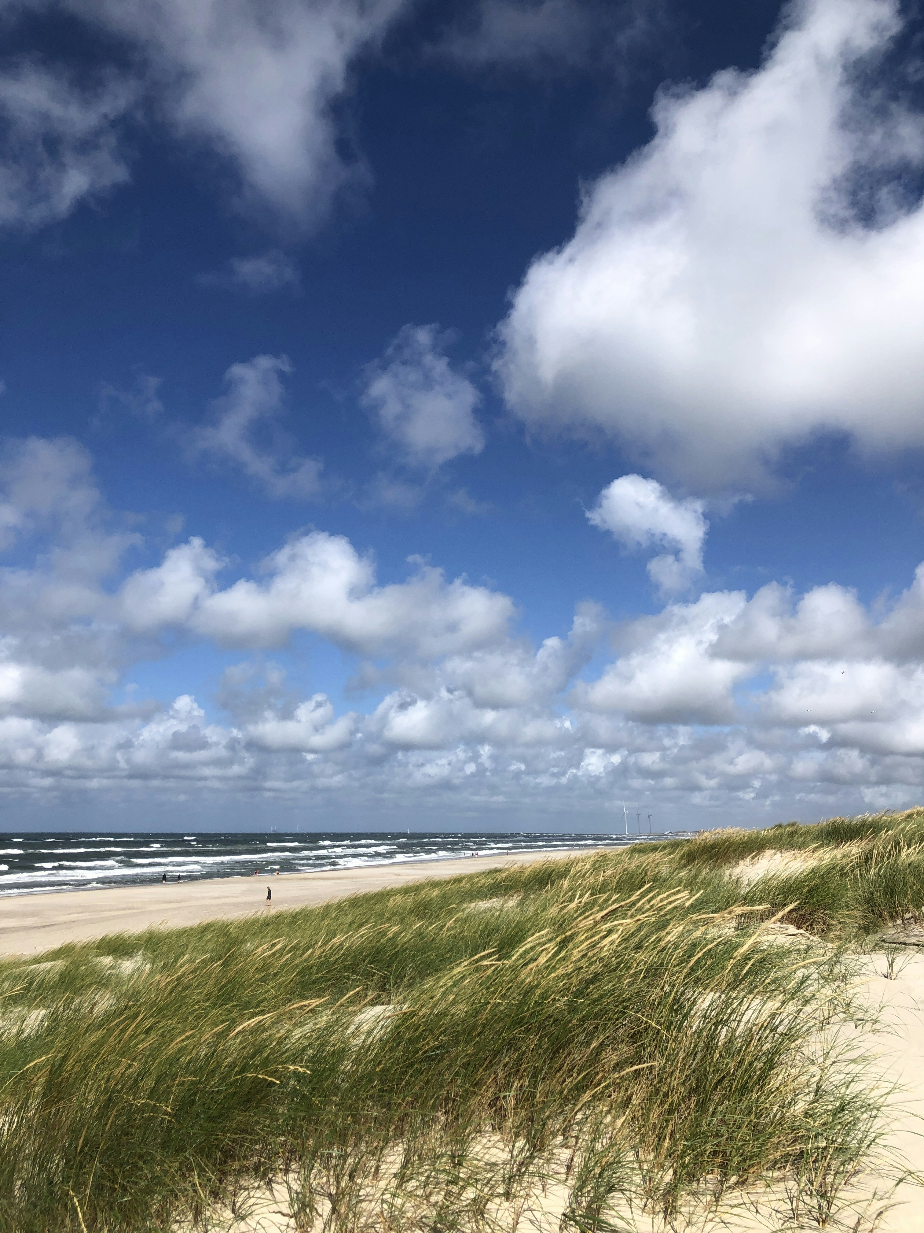 A sandy beach with grass growing out of the sand