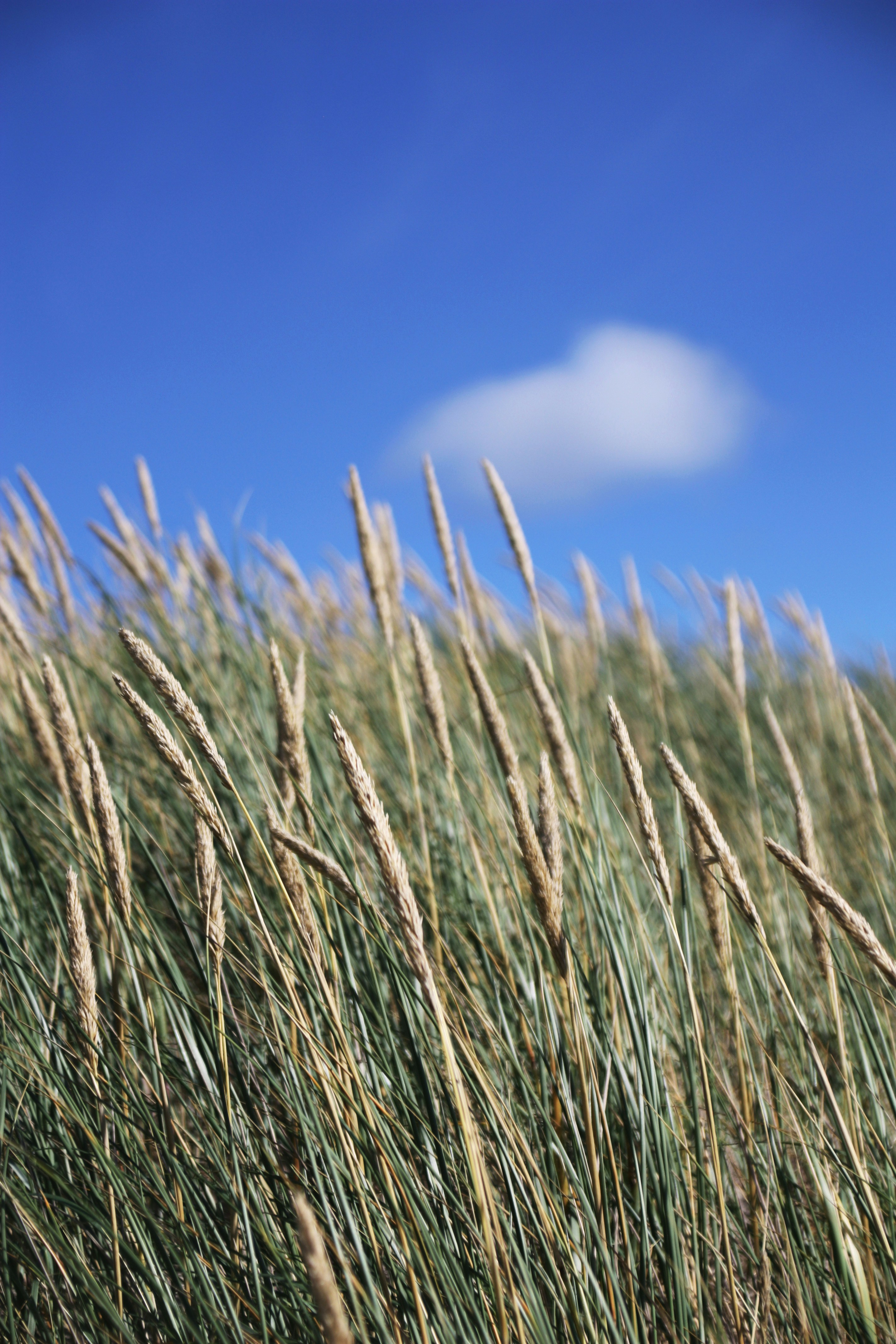 Photo by bauchredner