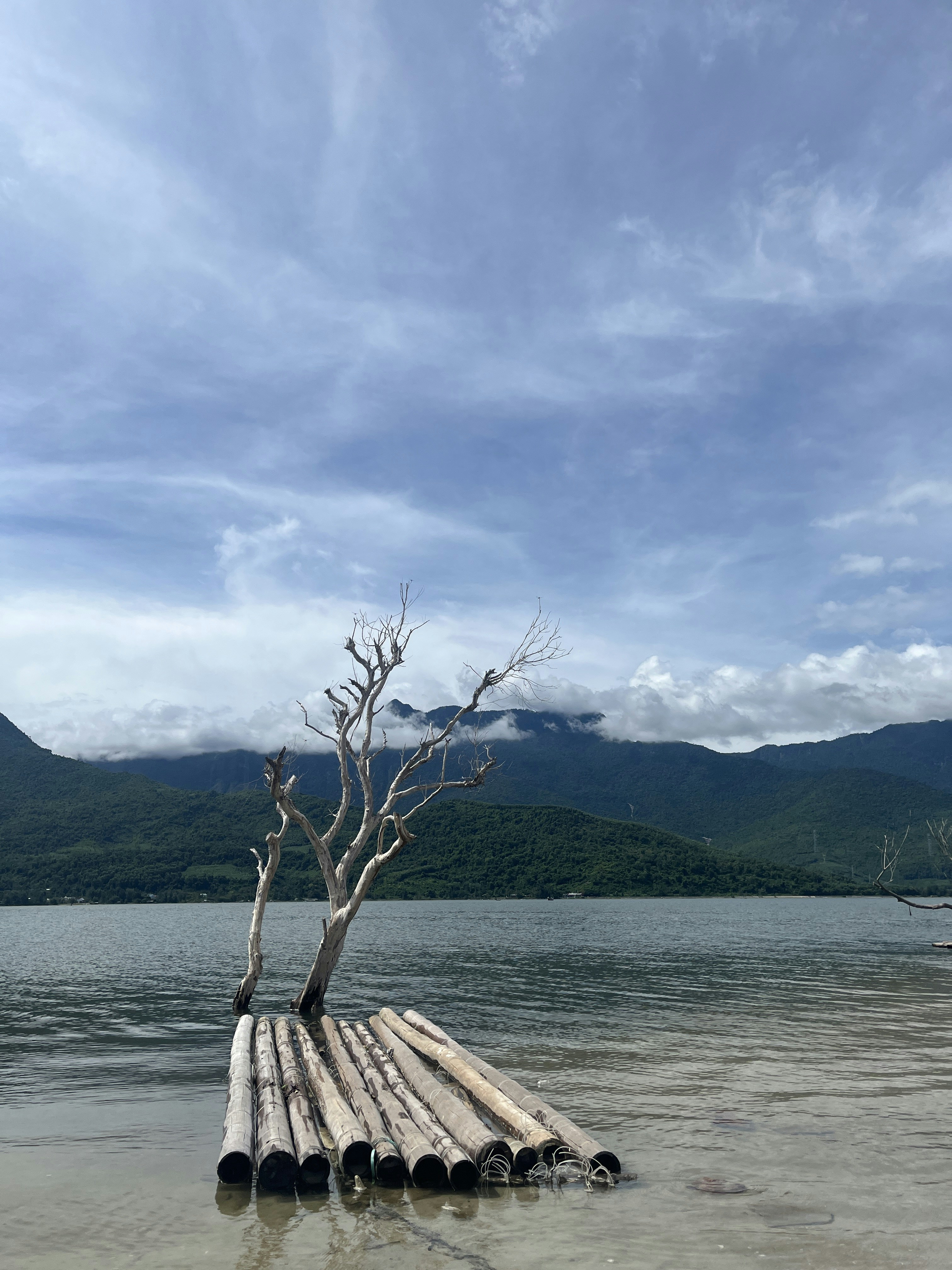 A tree that is sitting in the water