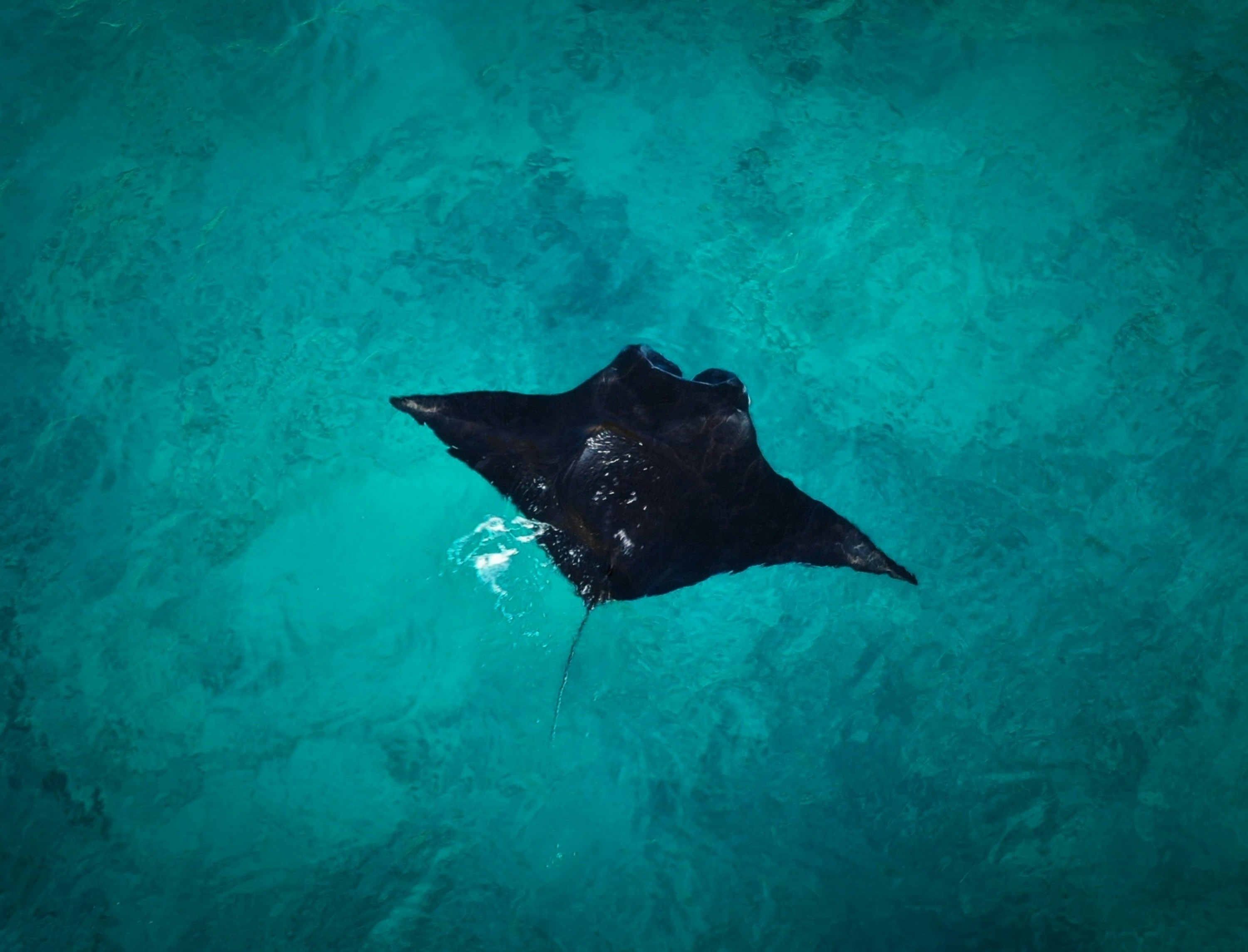Una mantarraya nadando en el océano foto – Imagen de Bali gratuita en ...