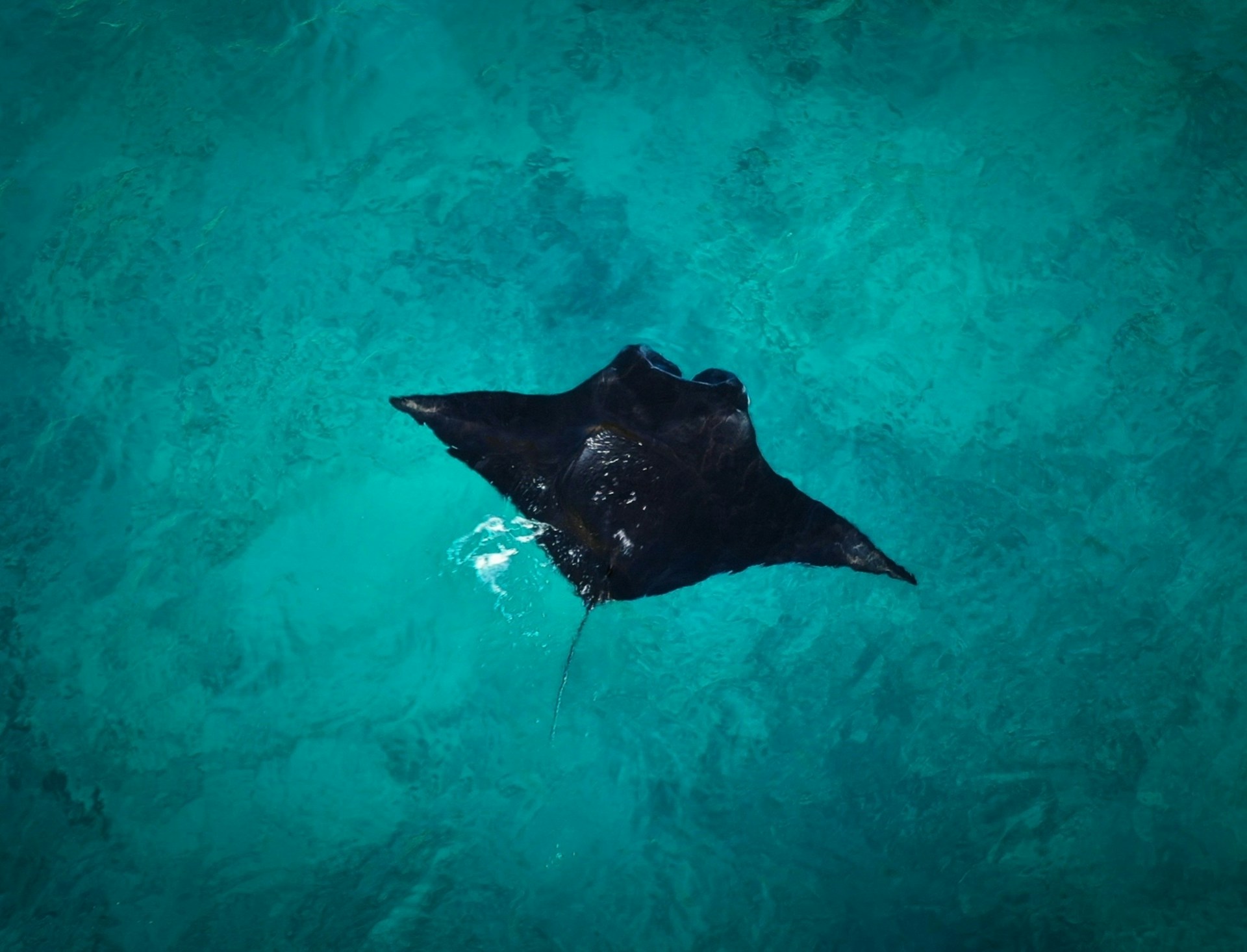 A manta ray swimming in the ocean