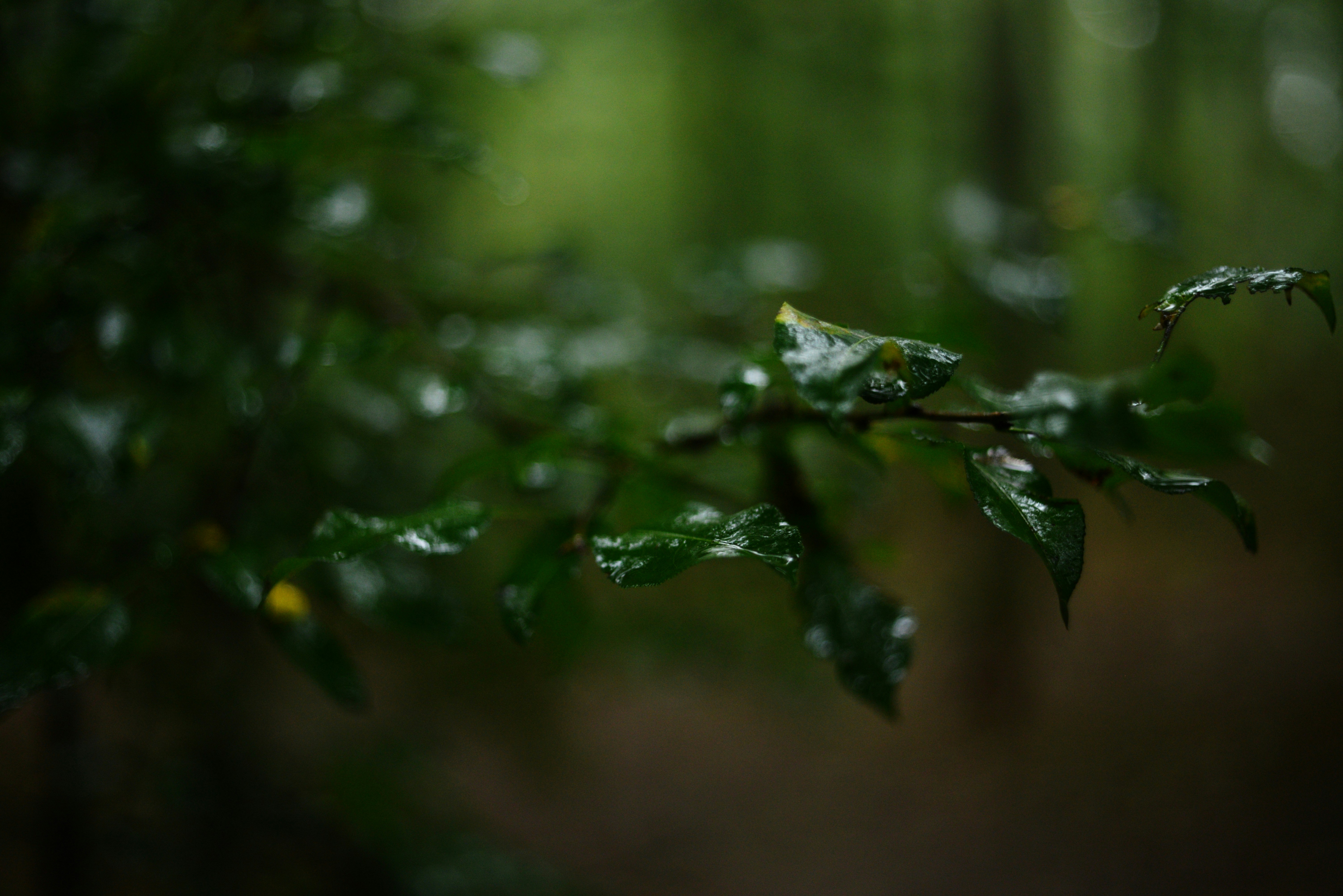 Photo by cherstve_pechivo