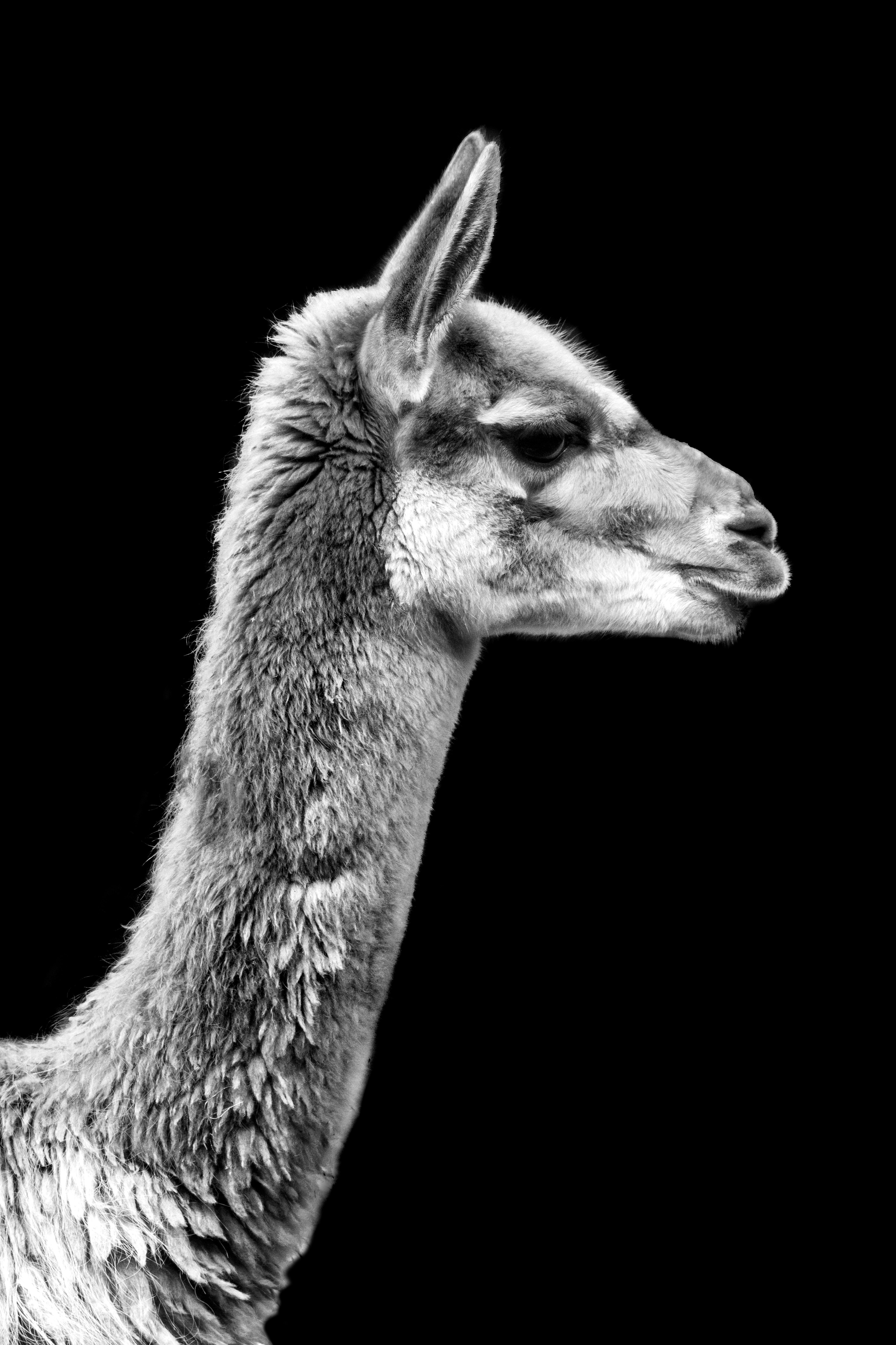 Ein Schwarz-Weiß-Foto eines Lamas