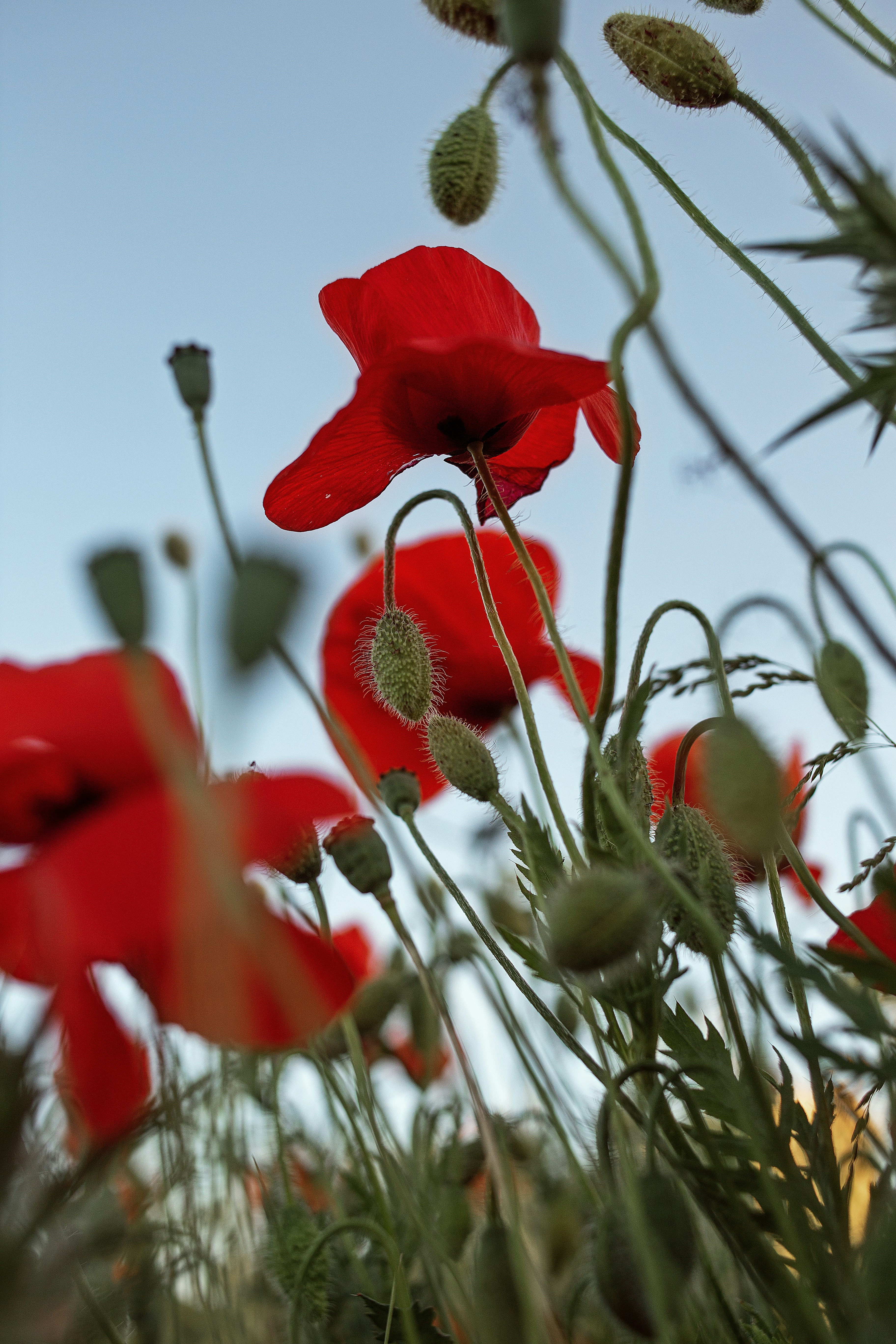A bunch of red flowers that are in the grass