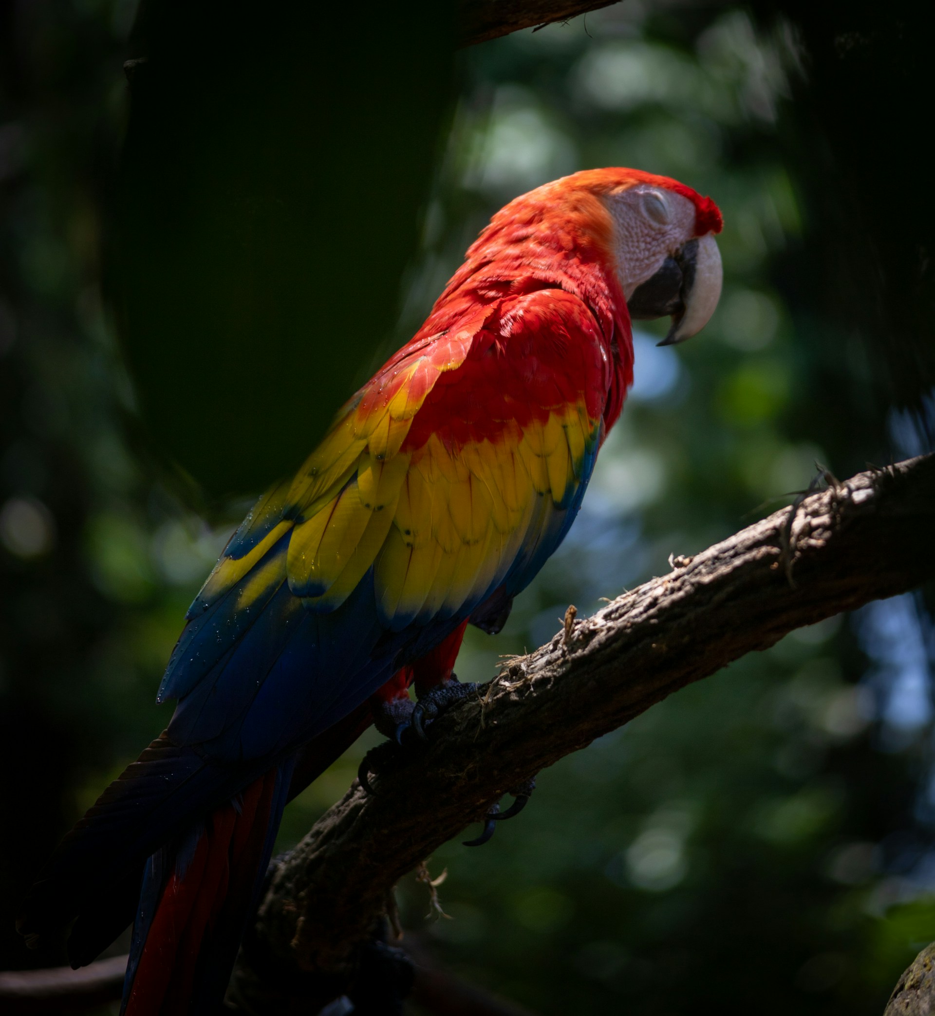 A colorful parrot perched on a tree branch