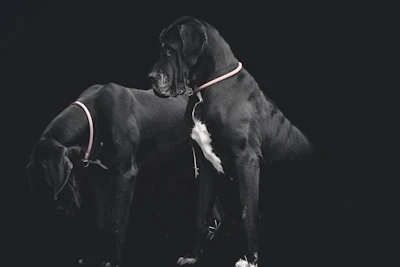 A couple of dogs standing next to each other