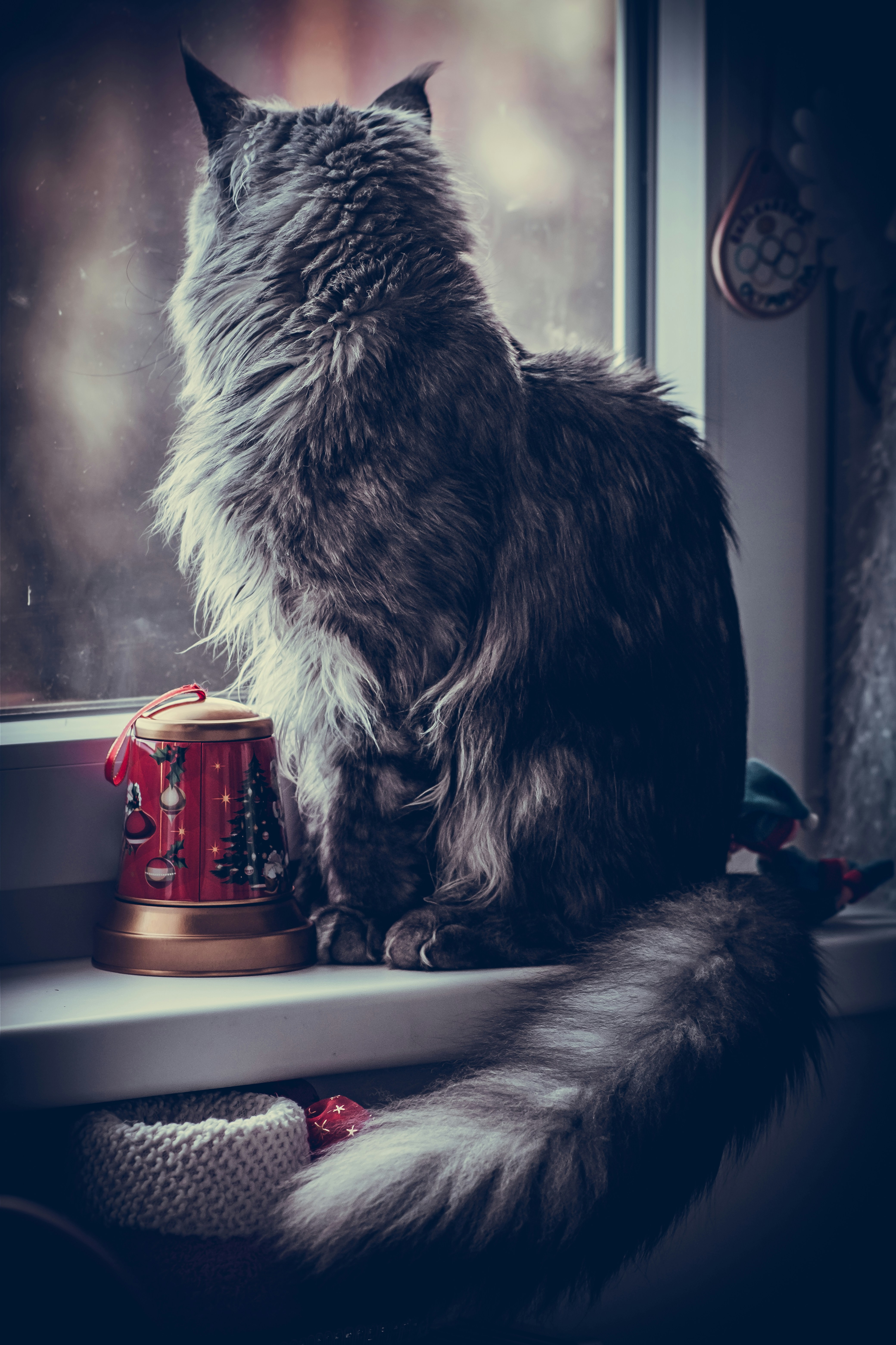 A cat sitting on a window sill looking out the window photo – Free Cat ...