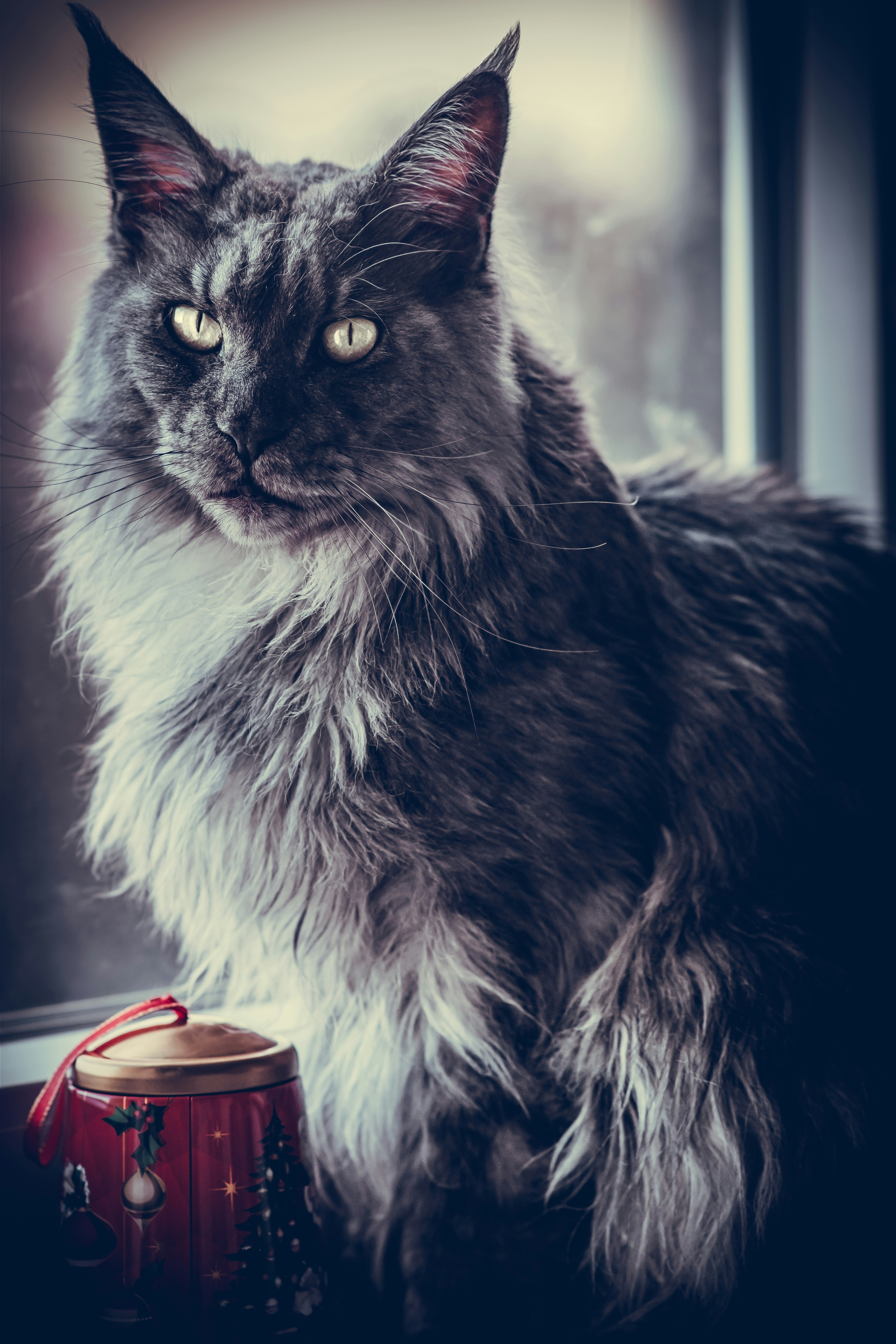 A long haired cat sitting next to a window