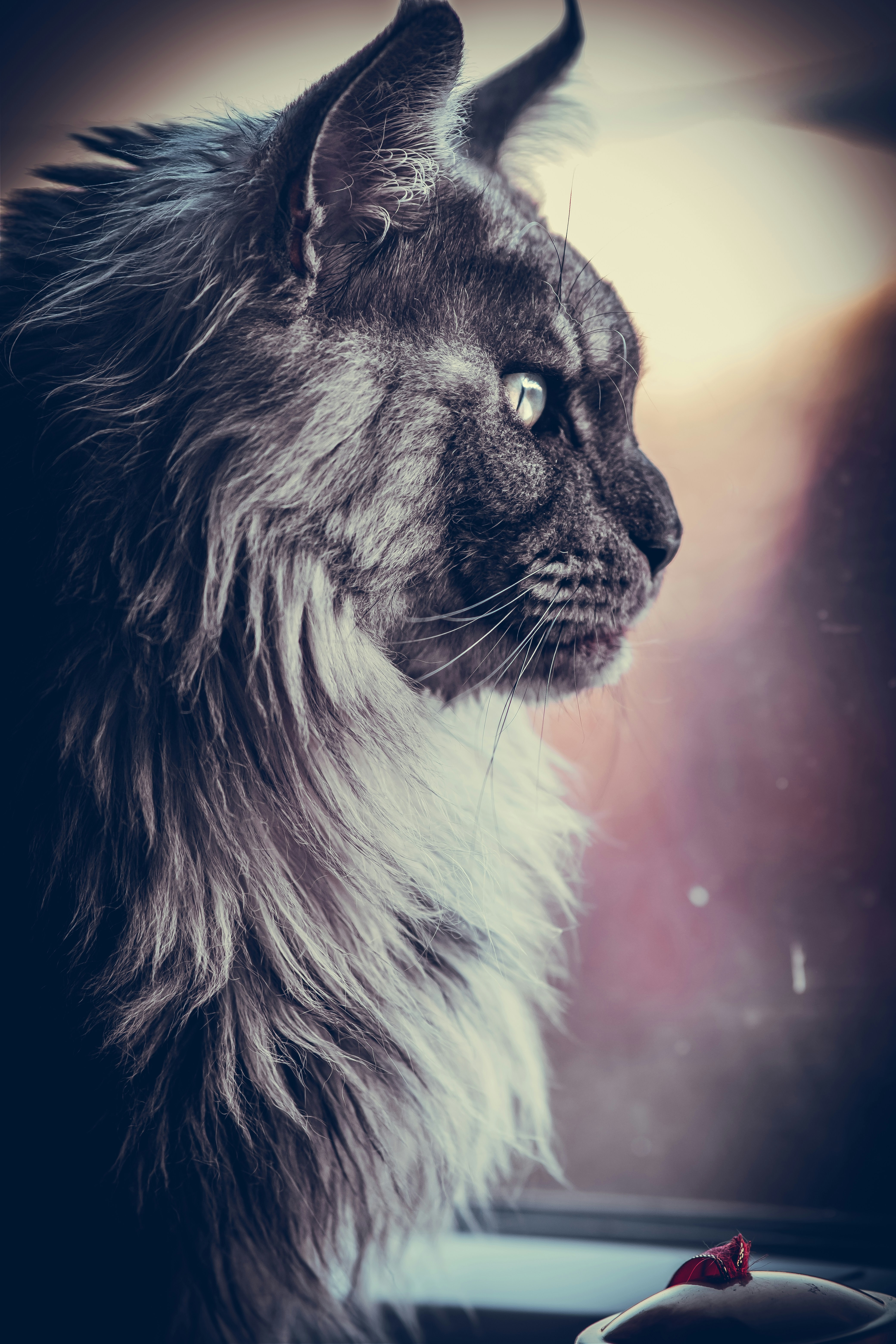 Maine Coon cat personality and temperament