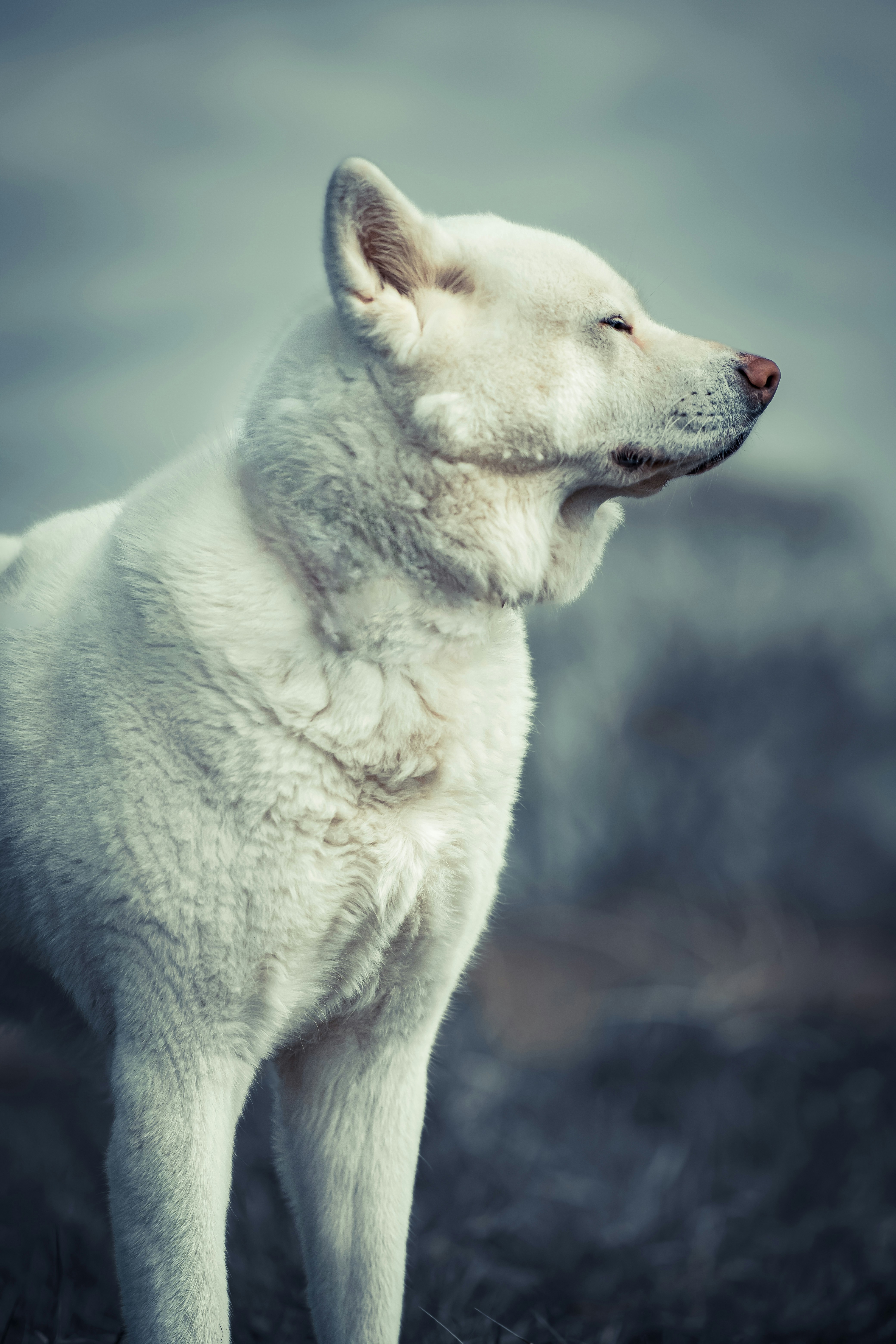 Photo by lukasparnican