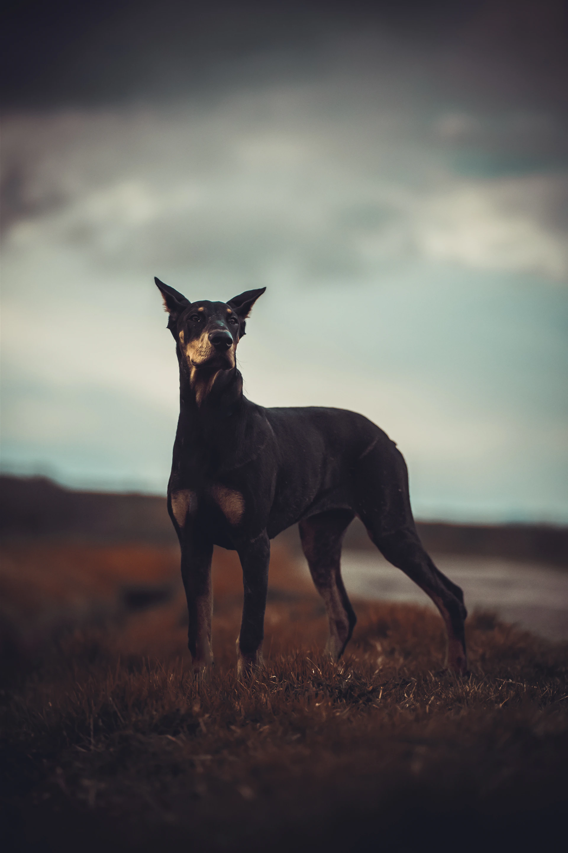 A black and brown dog standing on top of a grass covered field