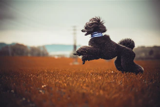 A dog jumping up in the air to catch a frisbee
