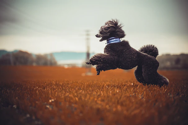 A dog jumping up in the air to catch a frisbee